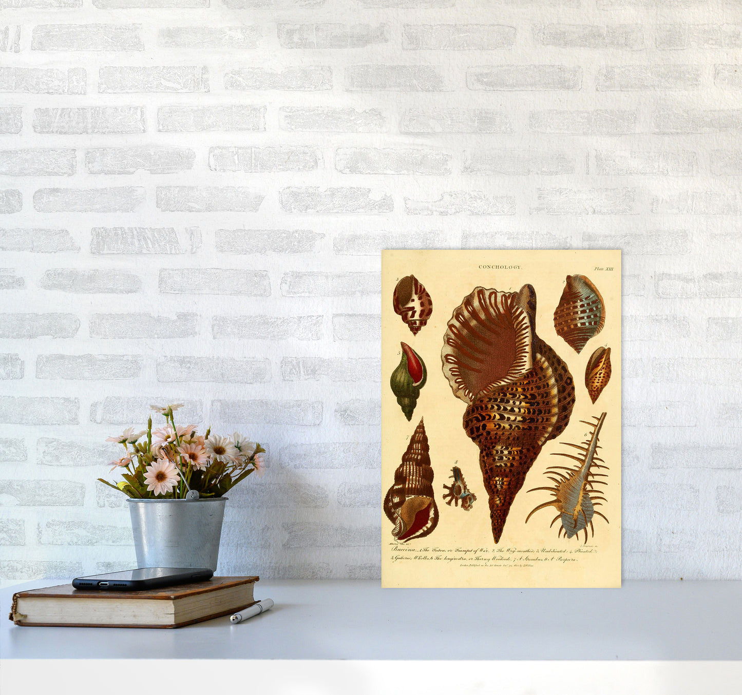 Vintage Conchology 2 Art Print by Jason Stanley A3 Black Frame