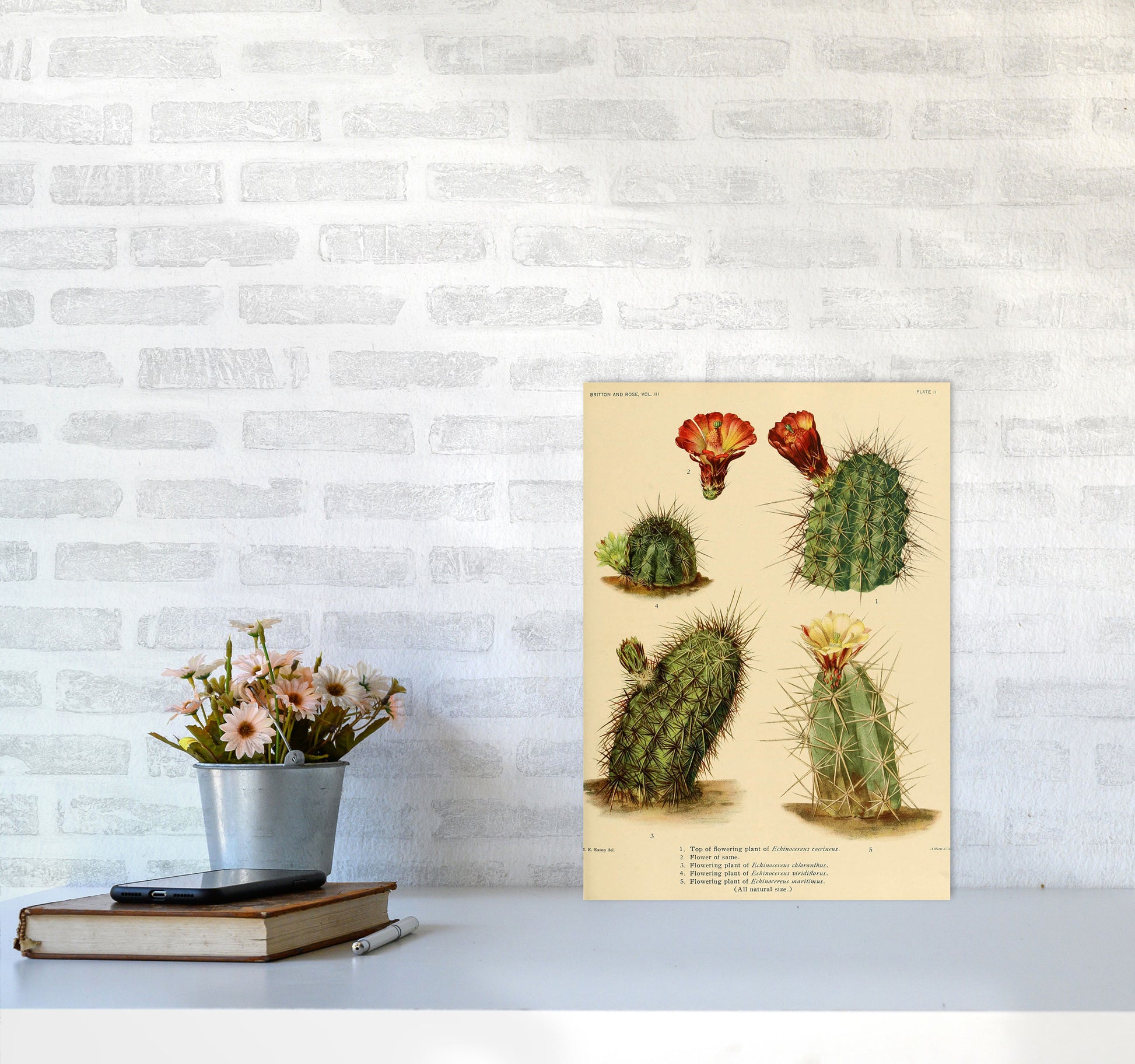 Cactus Series 1 Art Print by Jason Stanley A3 Black Frame