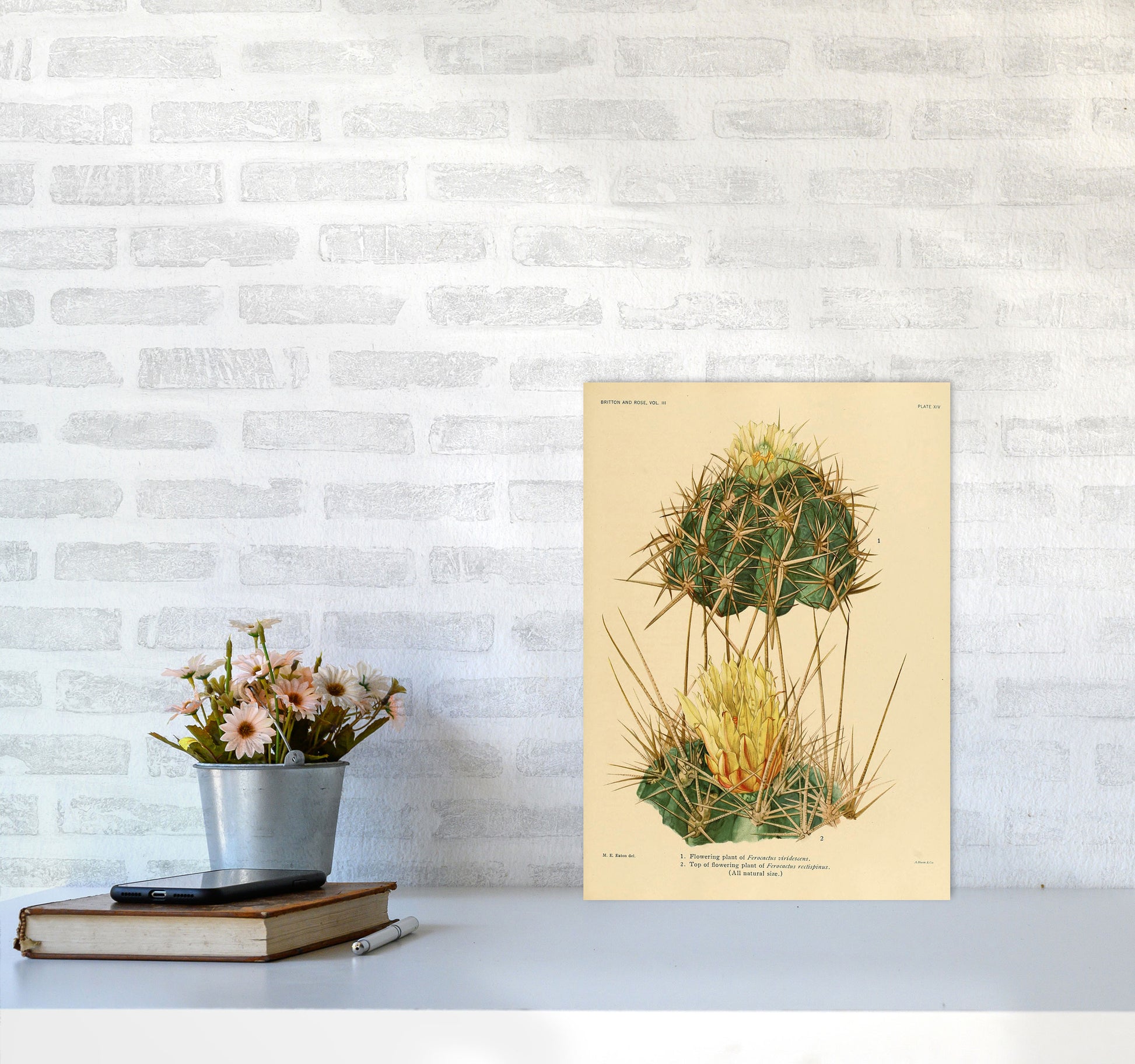 Cactus Series 10 Art Print by Jason Stanley A3 Black Frame