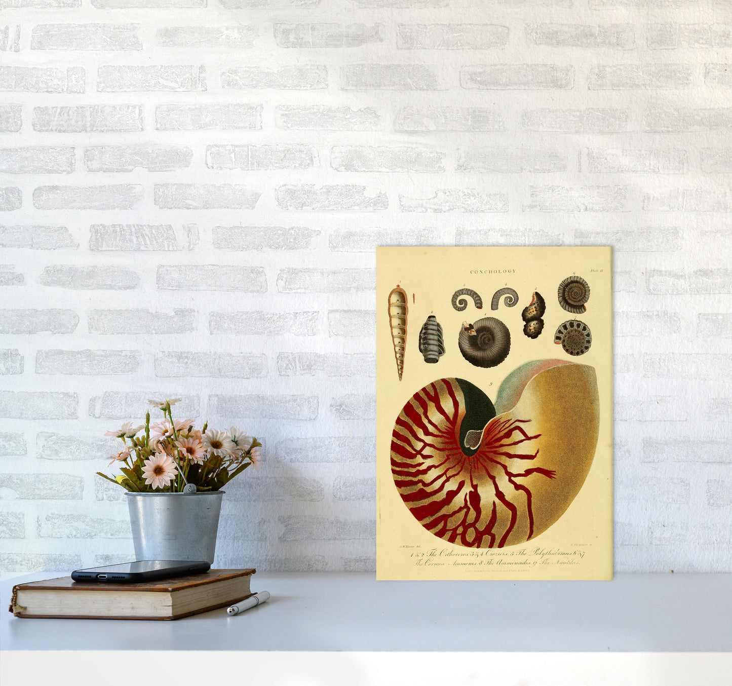Vintage Conchology Art Print by Jason Stanley A3 Black Frame