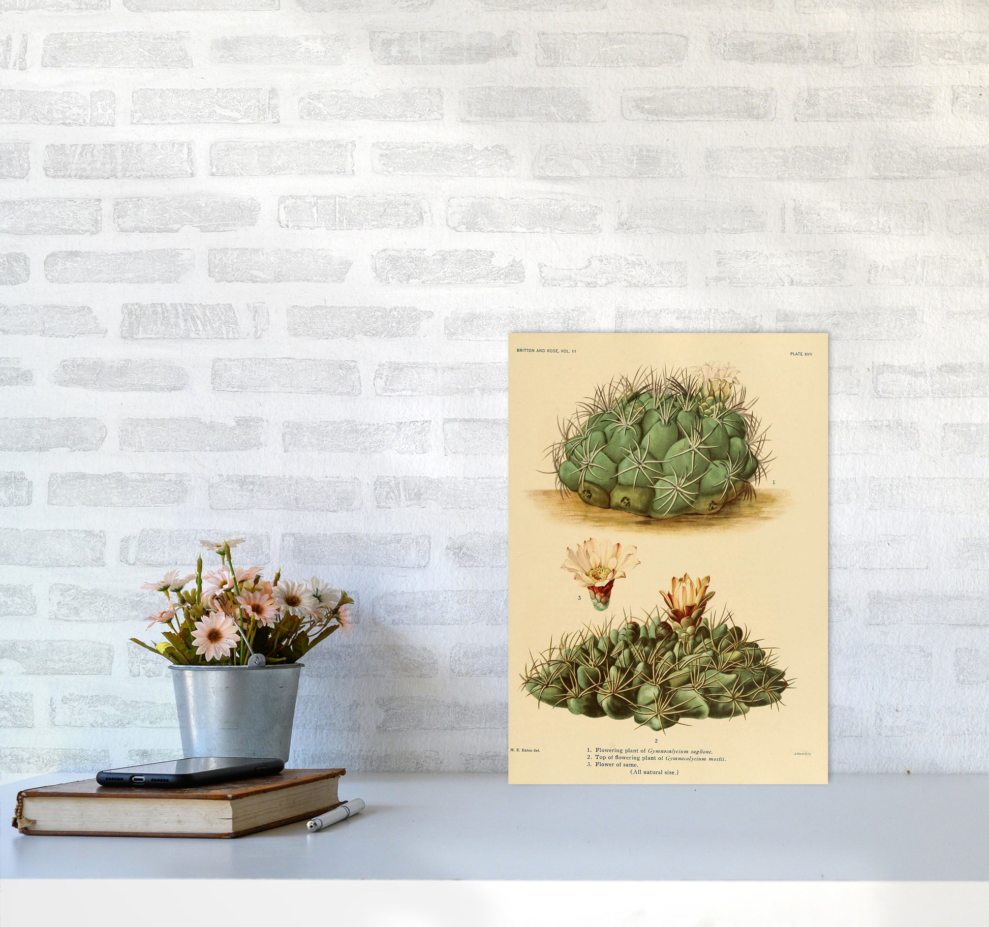 Cactus Series 12 Art Print by Jason Stanley A3 Black Frame