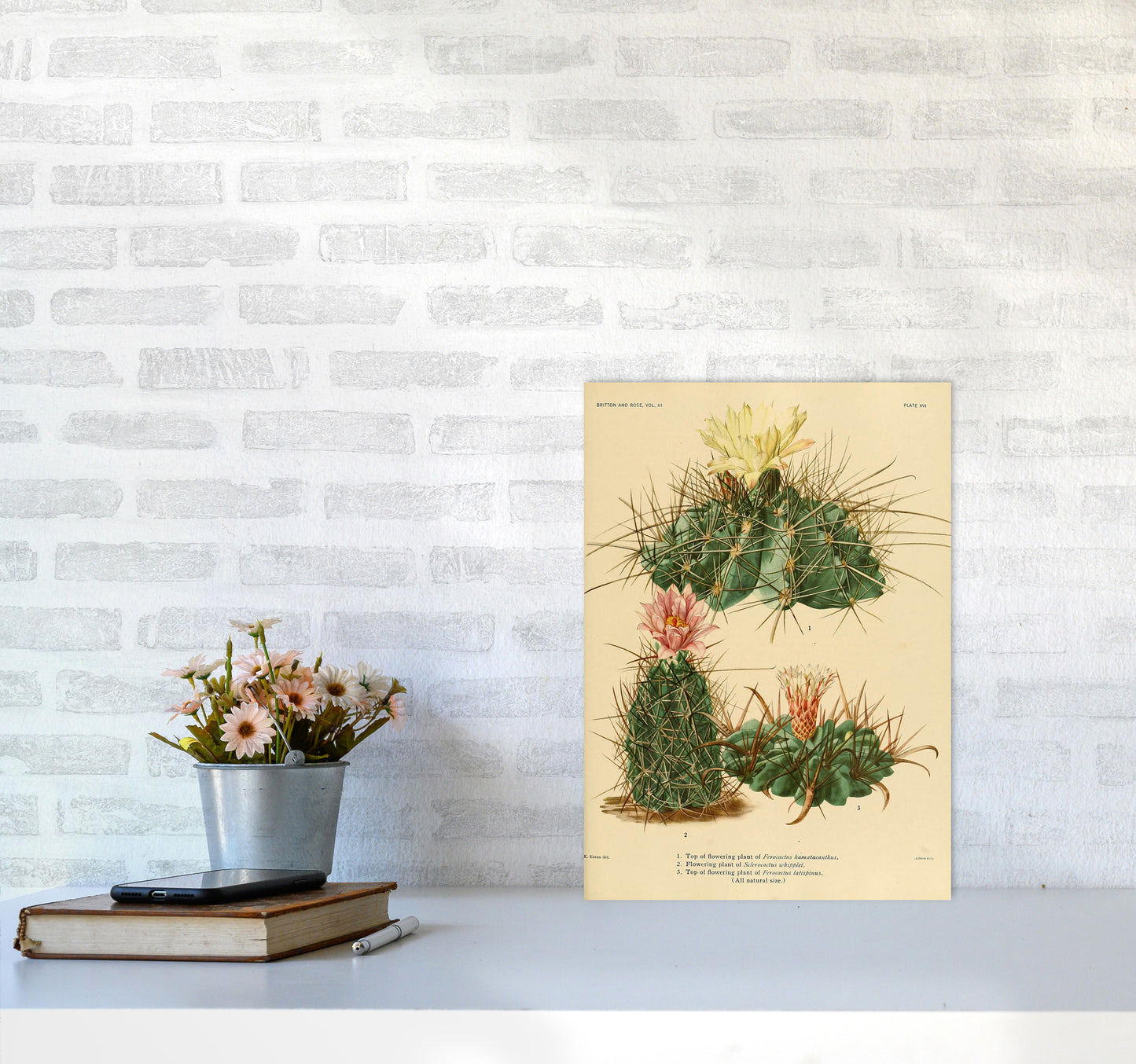 Cactus Series 11 Art Print by Jason Stanley A3 Black Frame
