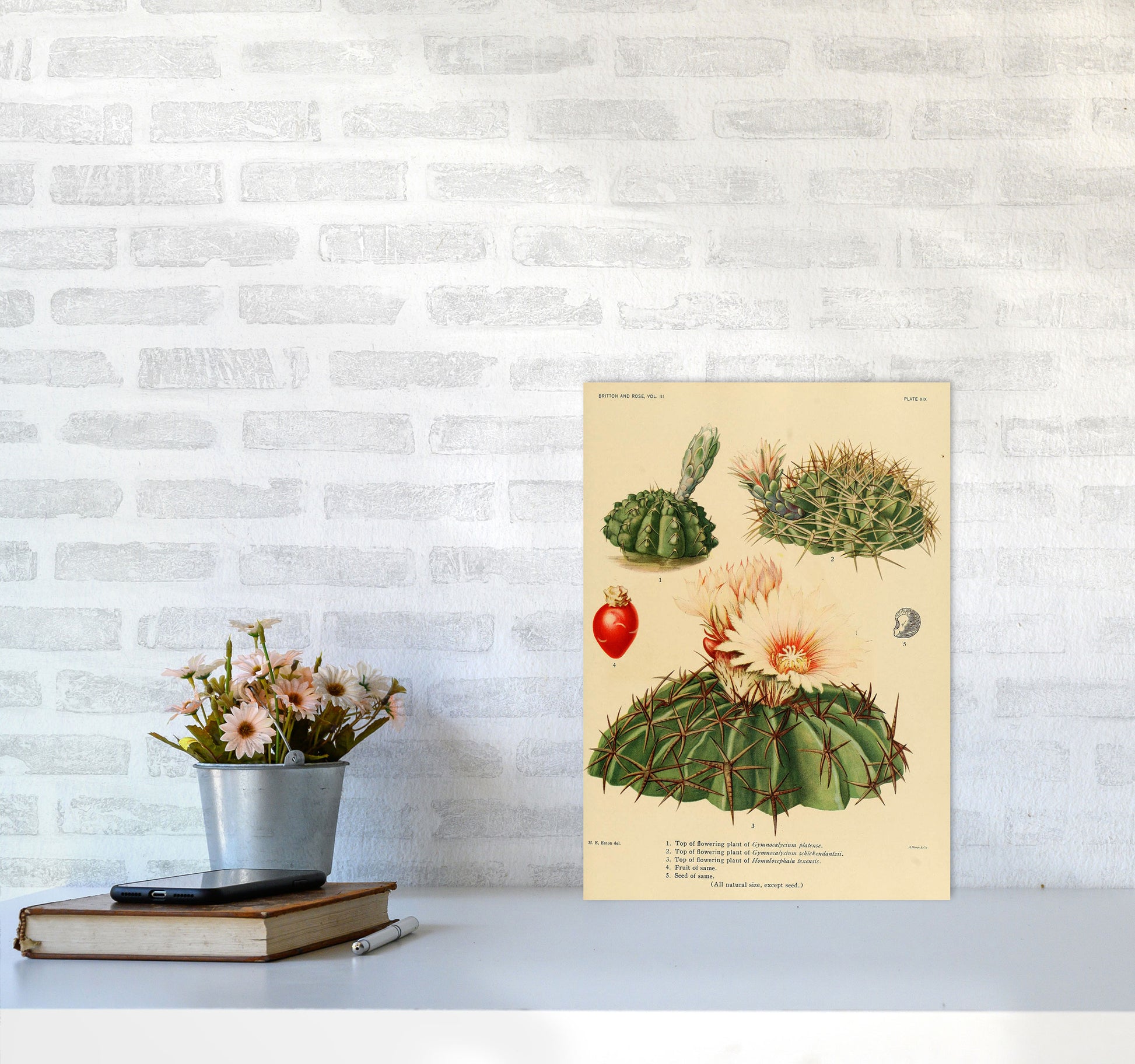 Cactus Series 14 Art Print by Jason Stanley A3 Black Frame