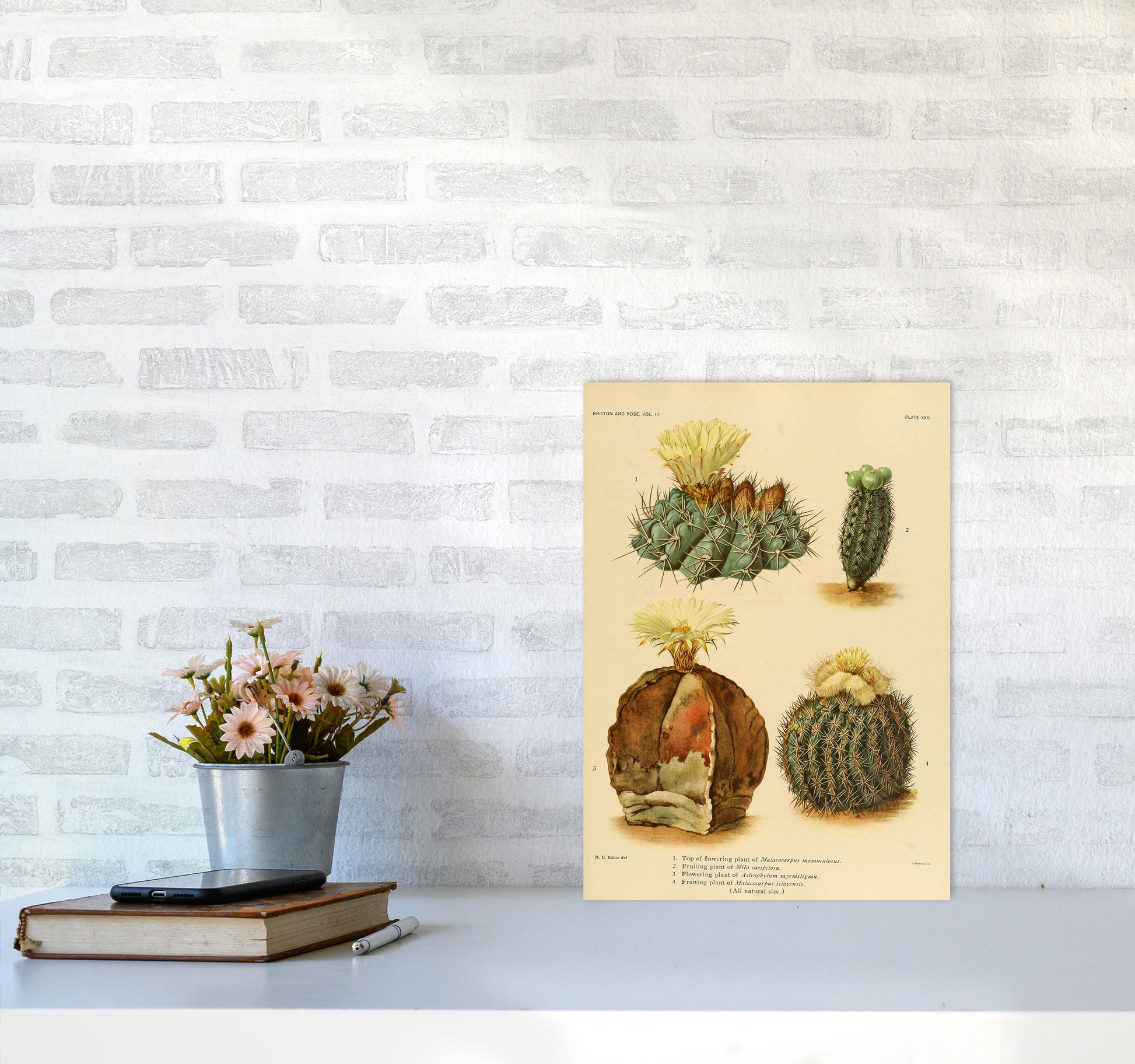 Cactus Series 16 Art Print by Jason Stanley A3 Black Frame
