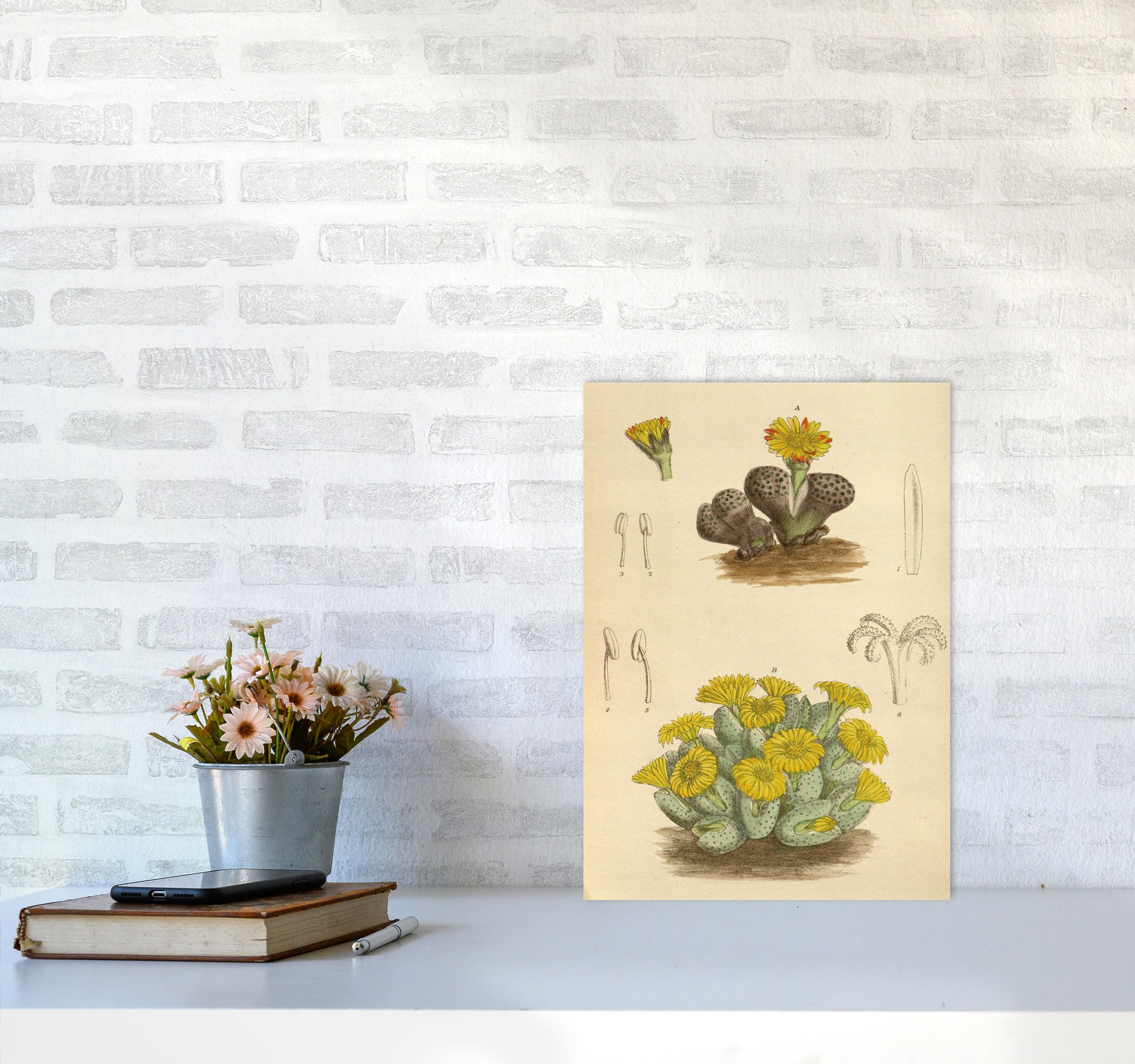 Vintage Cactus III Art Print by Jason Stanley A3 Black Frame