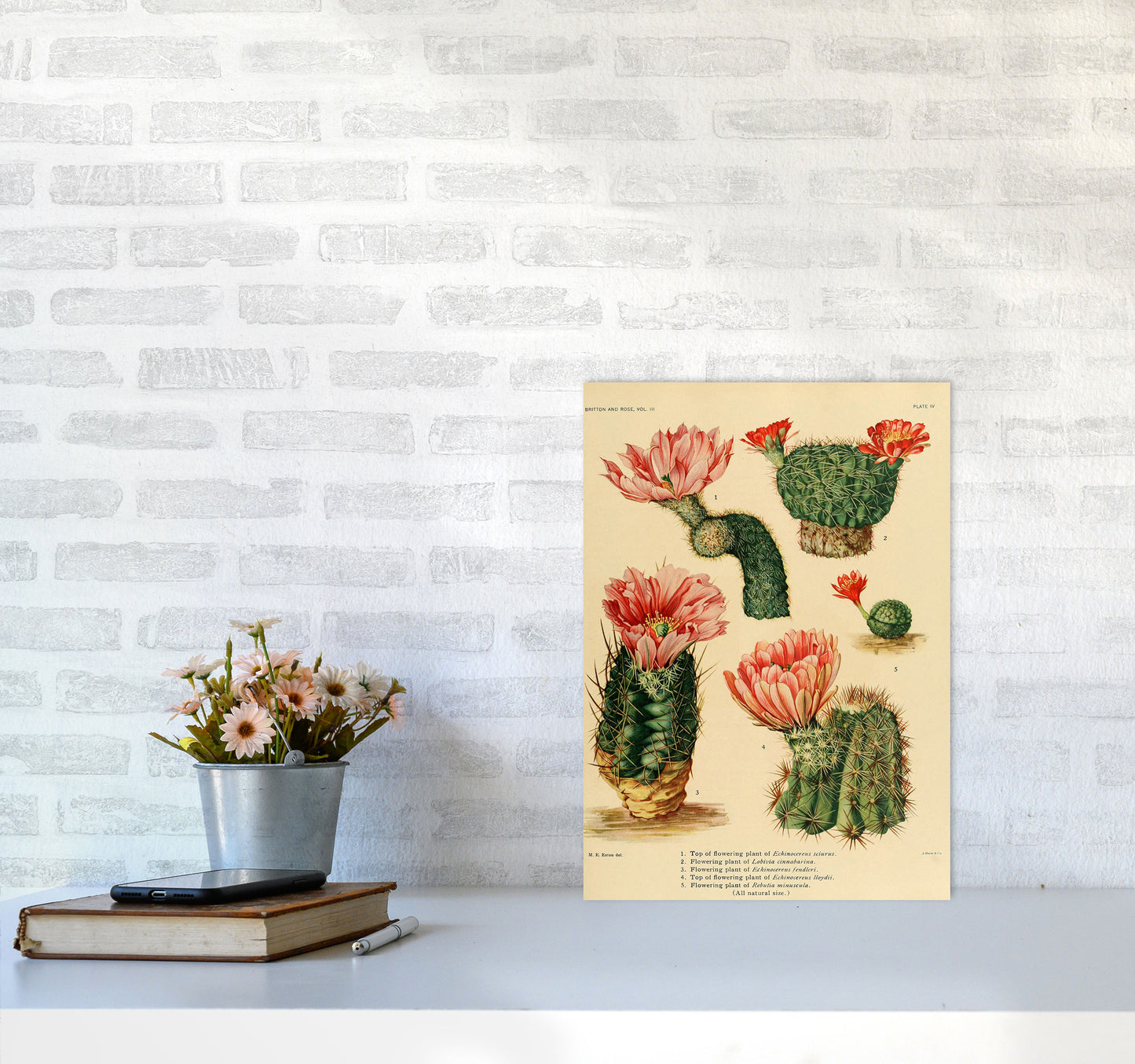 Cactus Series 3 Art Print by Jason Stanley A3 Black Frame
