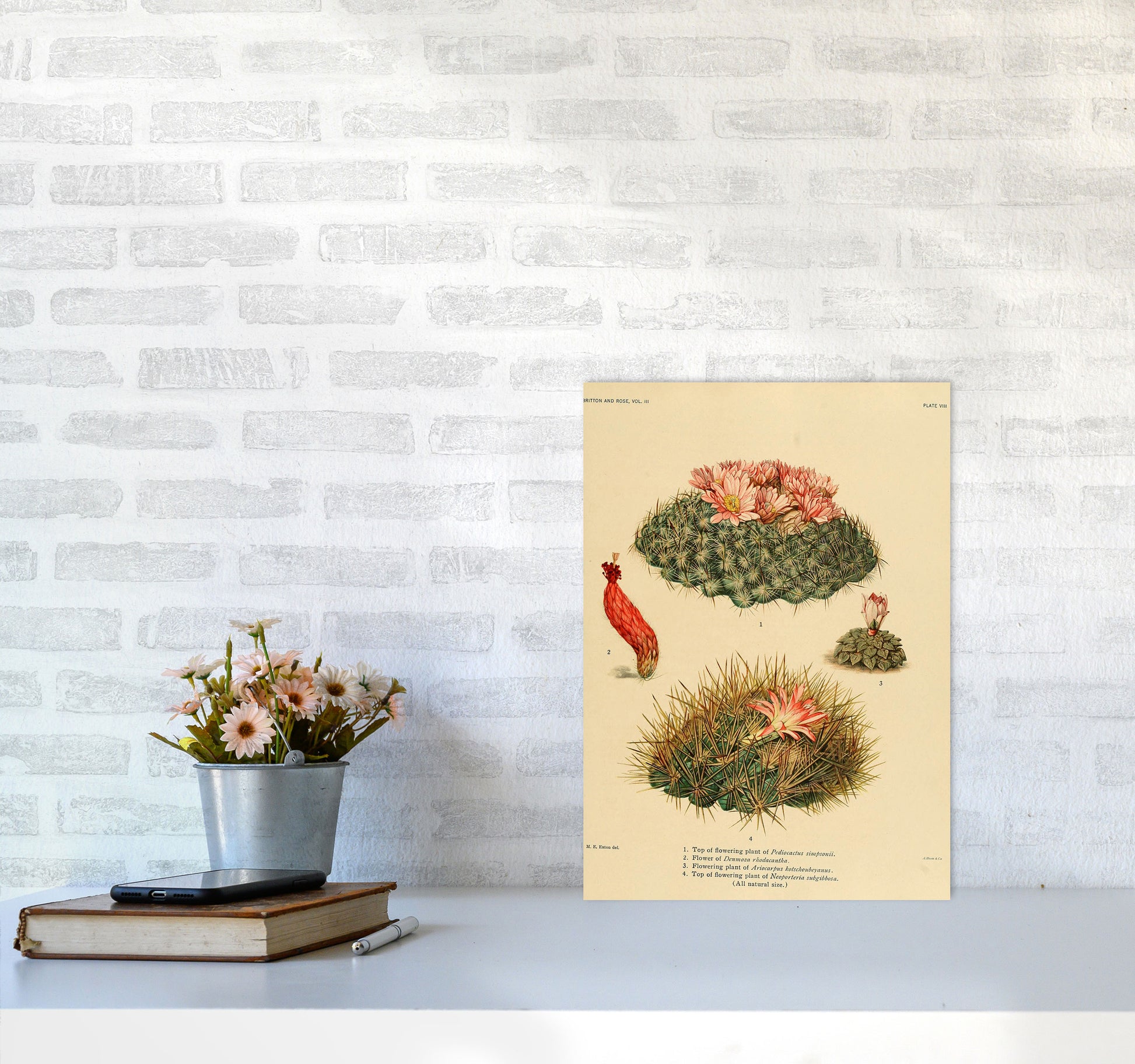 Cactus Series 7 Art Print by Jason Stanley A3 Black Frame