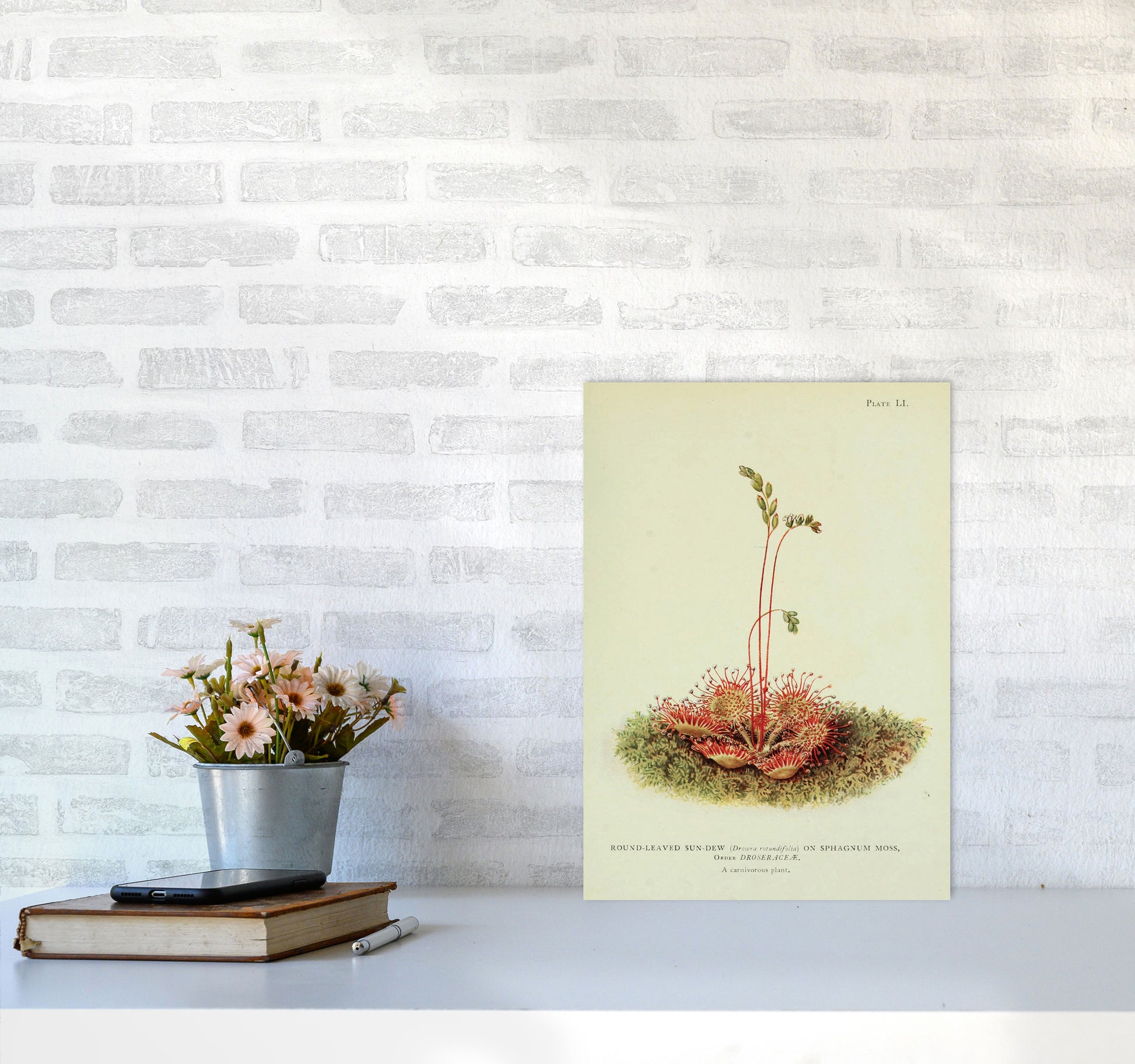 Venus Fly Trap Art Print by Jason Stanley A3 Black Frame