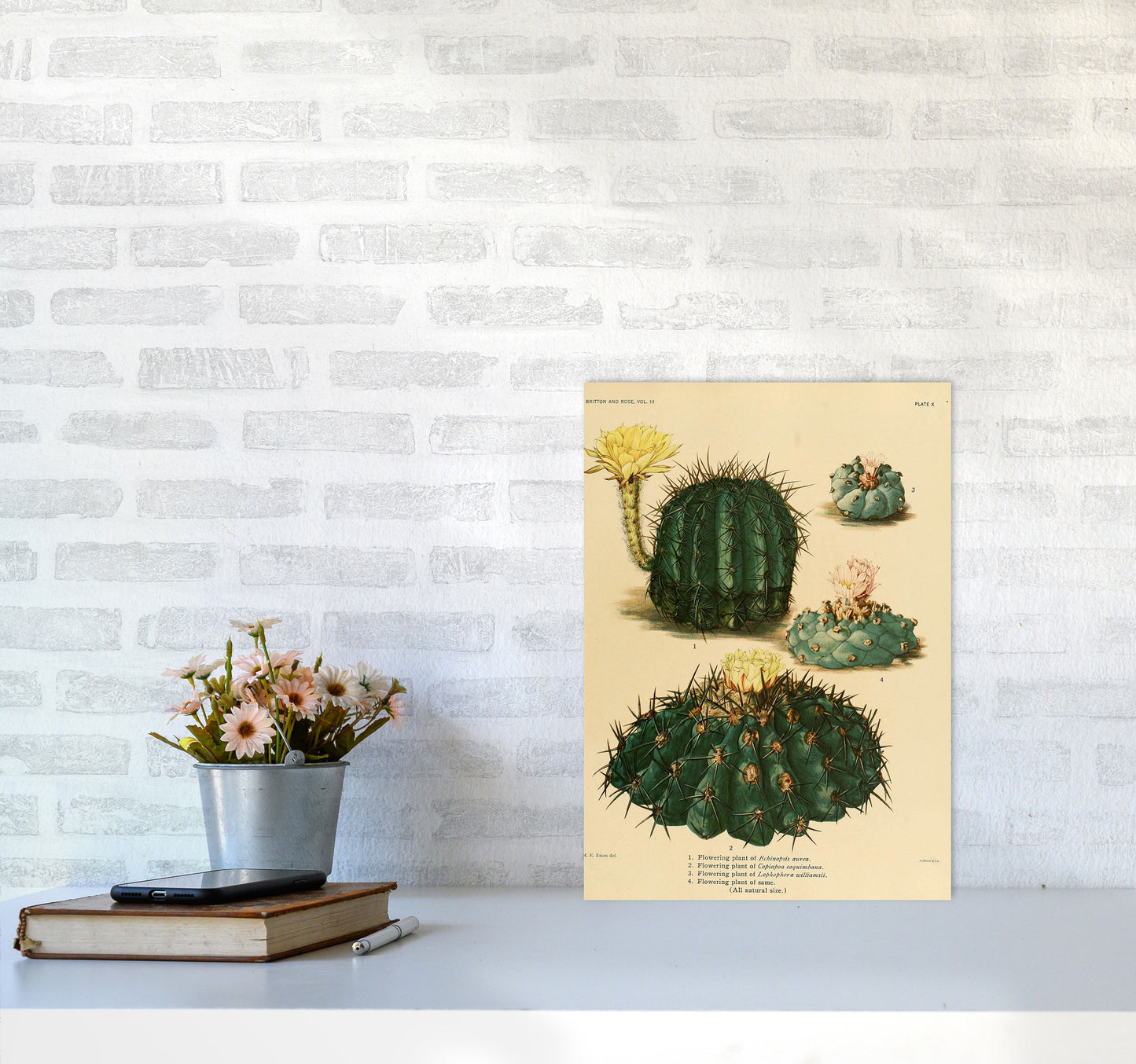 Cactus Series8 Art Print by Jason Stanley A3 Black Frame