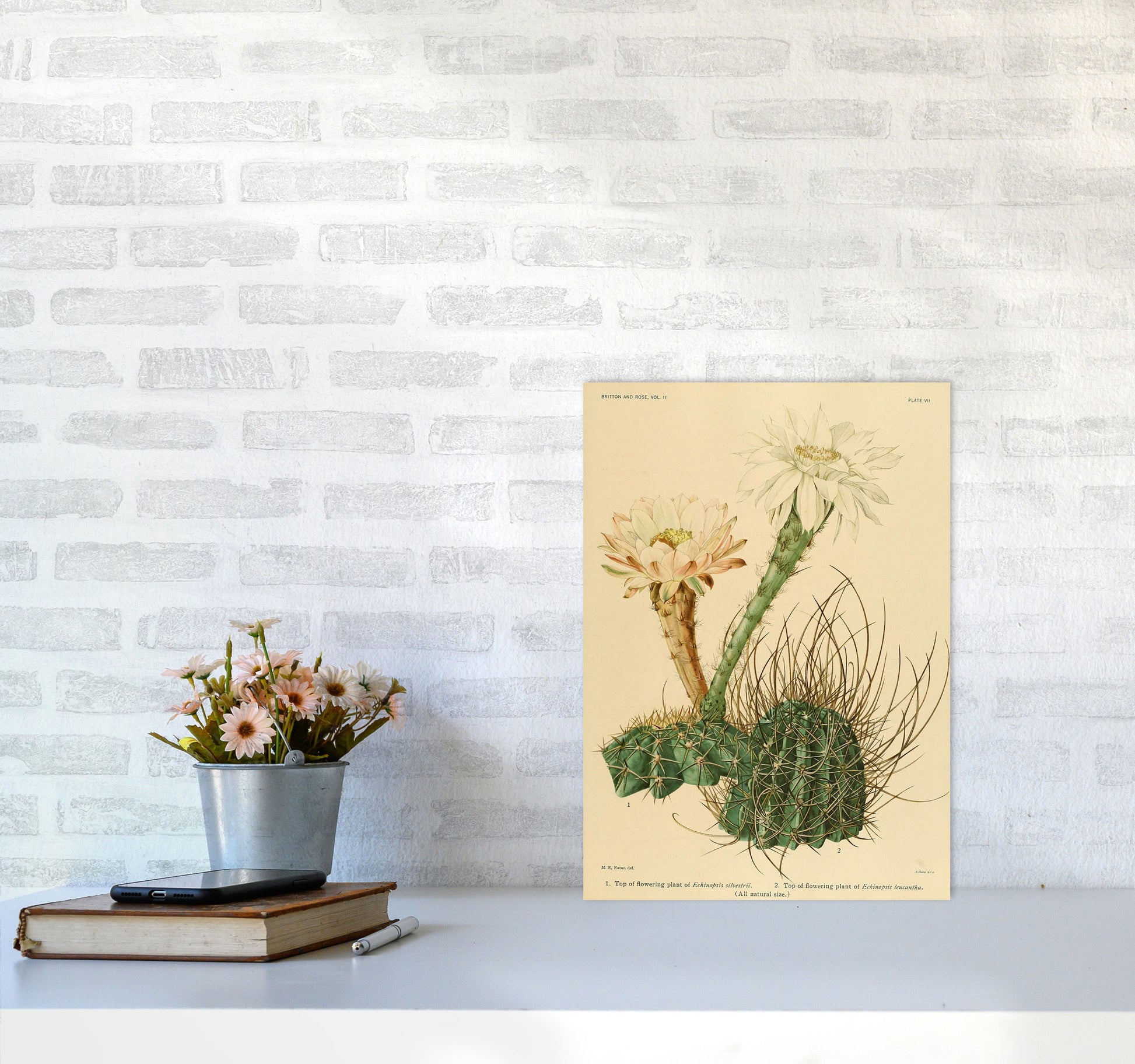 Cactus Series 6 Art Print by Jason Stanley A3 Black Frame
