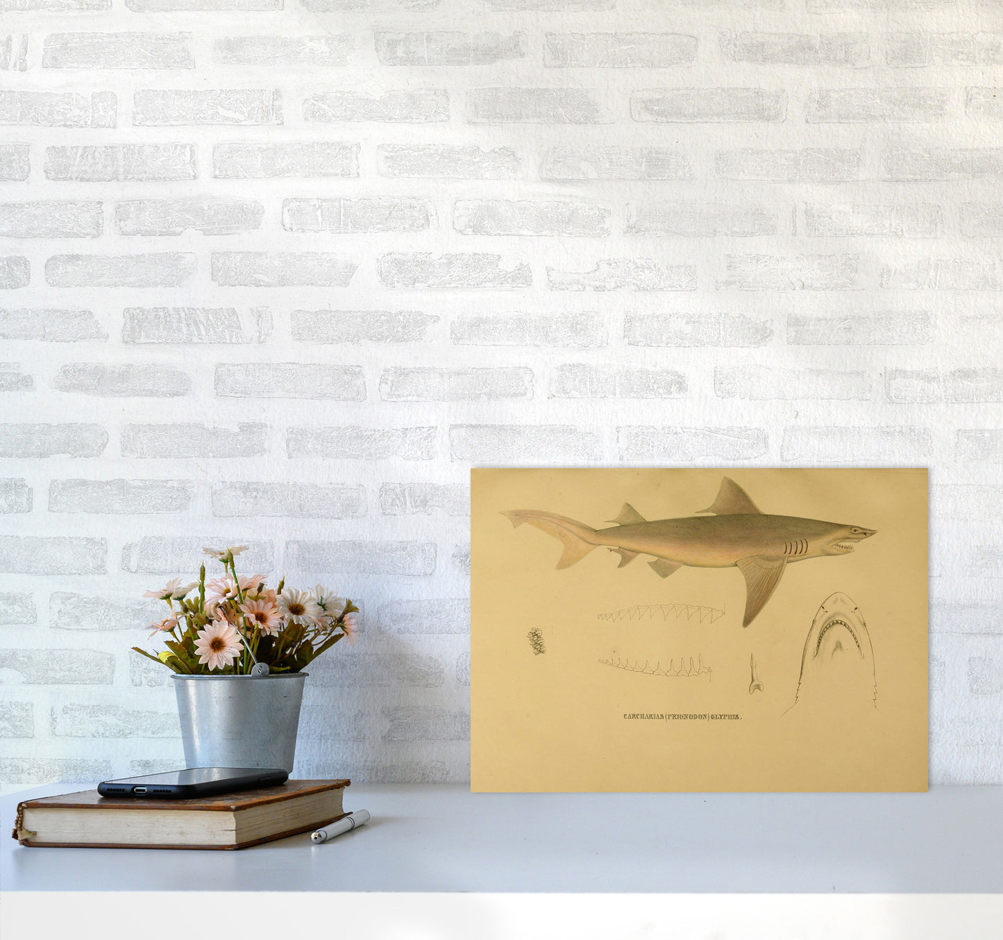 Shark Series 3 Art Print by Jason Stanley A3 Black Frame