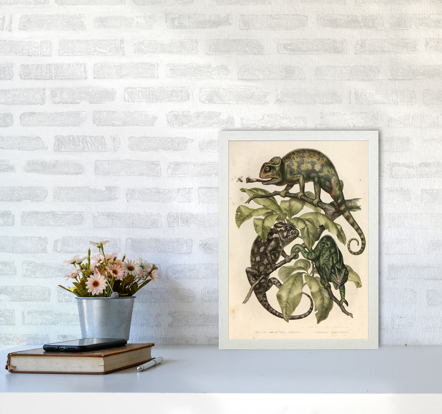 Vintage Chameleon Illustration Art Print by Jason Stanley A3 Oak Frame