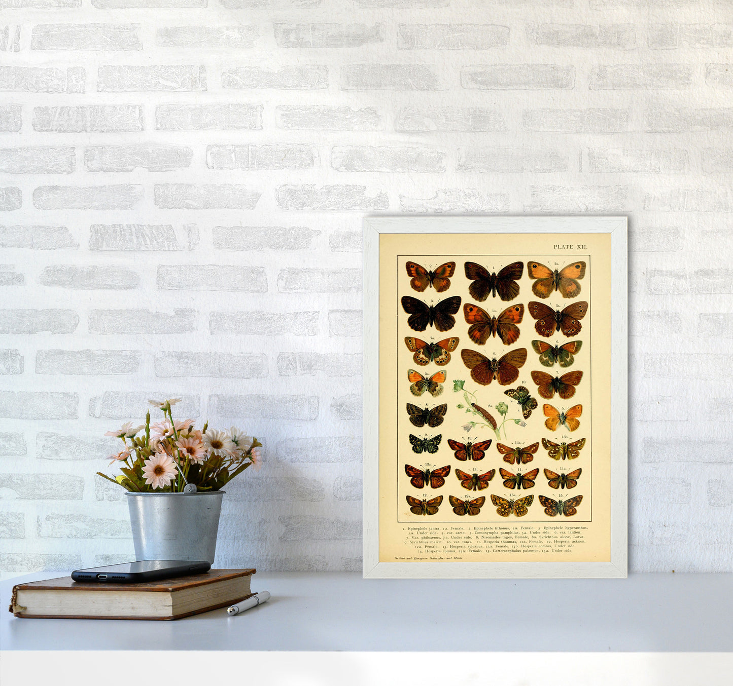Vintage Butterfly Illustration #2 Art Print by Jason Stanley A3 Oak Frame