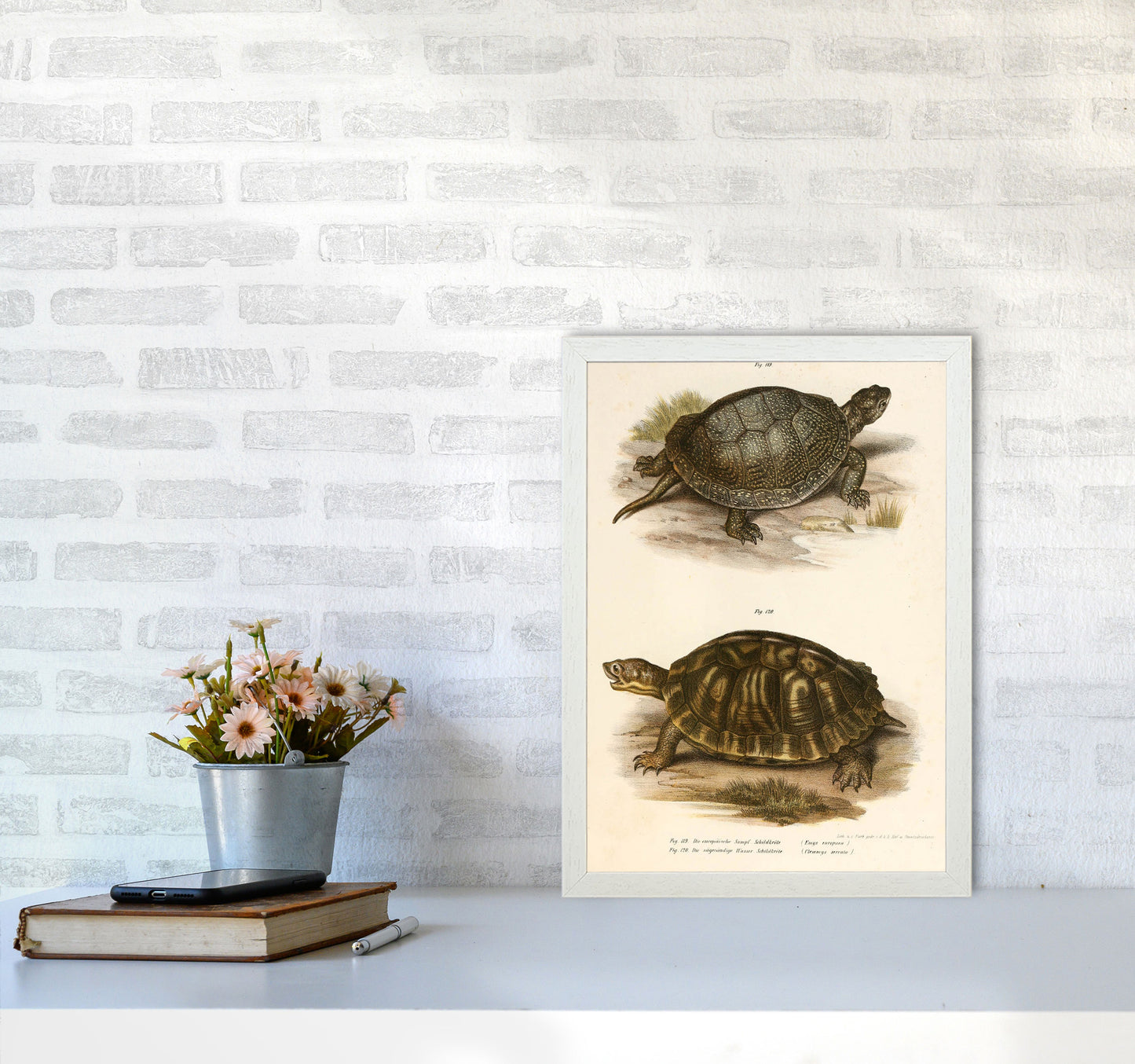 Vintage Turtle Illustration Art Print by Jason Stanley A3 Oak Frame
