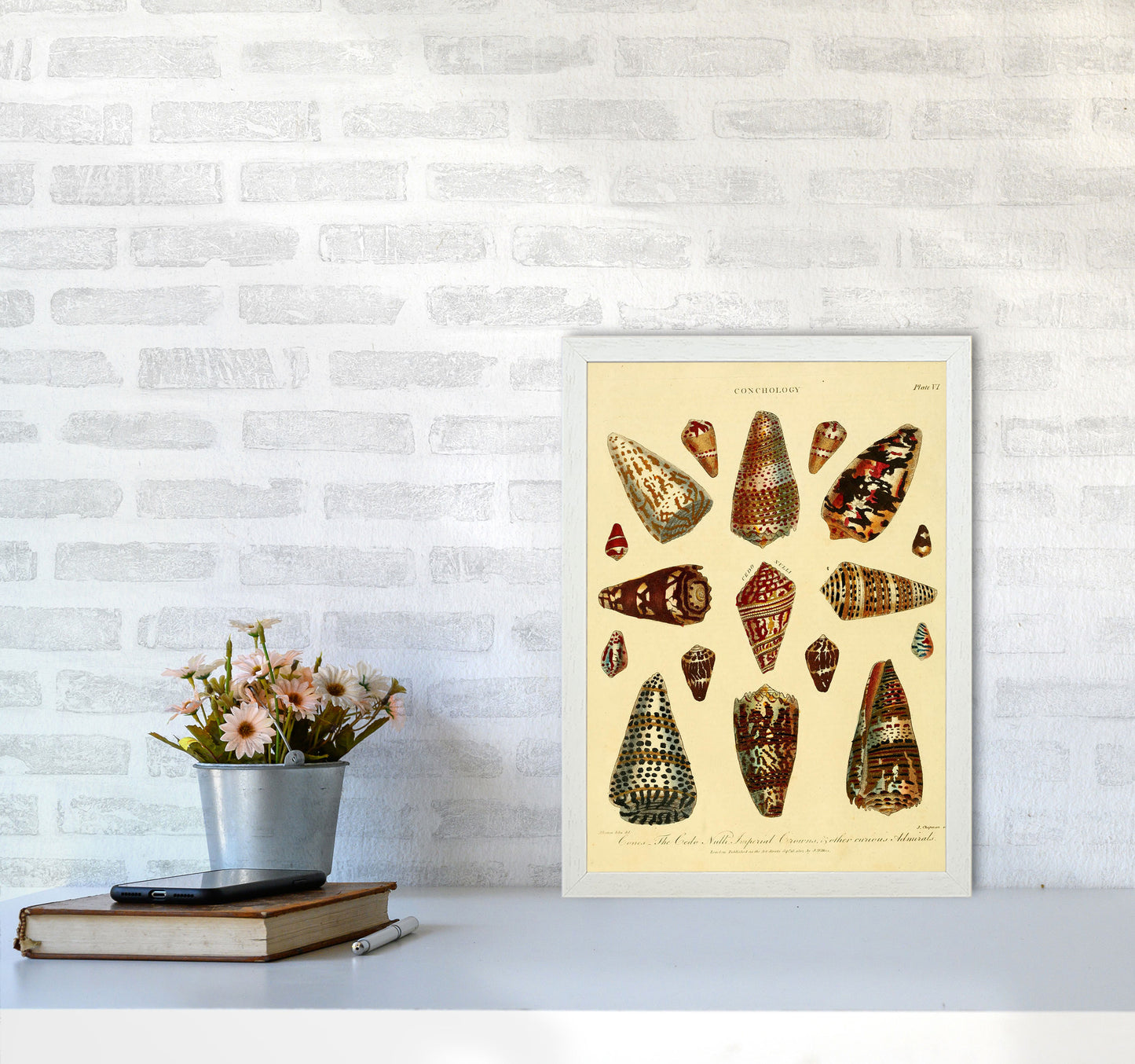 Conchology Illustration 2 Art Print by Jason Stanley A3 Oak Frame