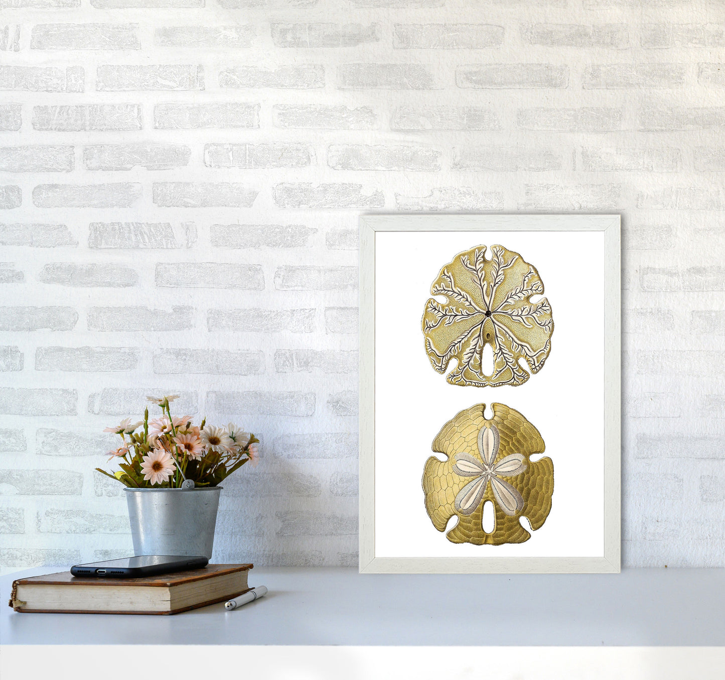 Sand Dollar Illustration Art Print by Jason Stanley A3 Oak Frame