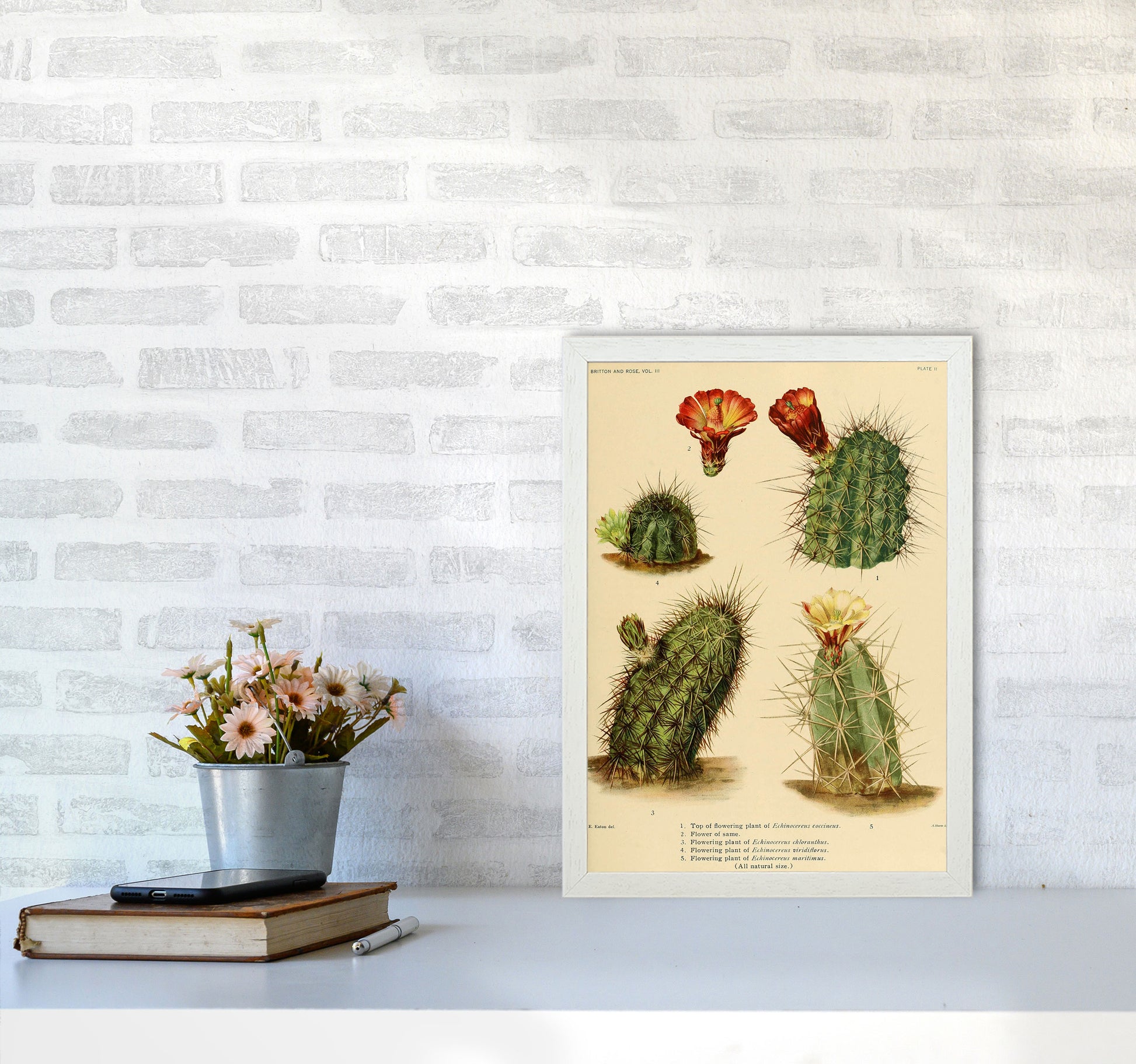 Cactus Series 1 Art Print by Jason Stanley A3 Oak Frame