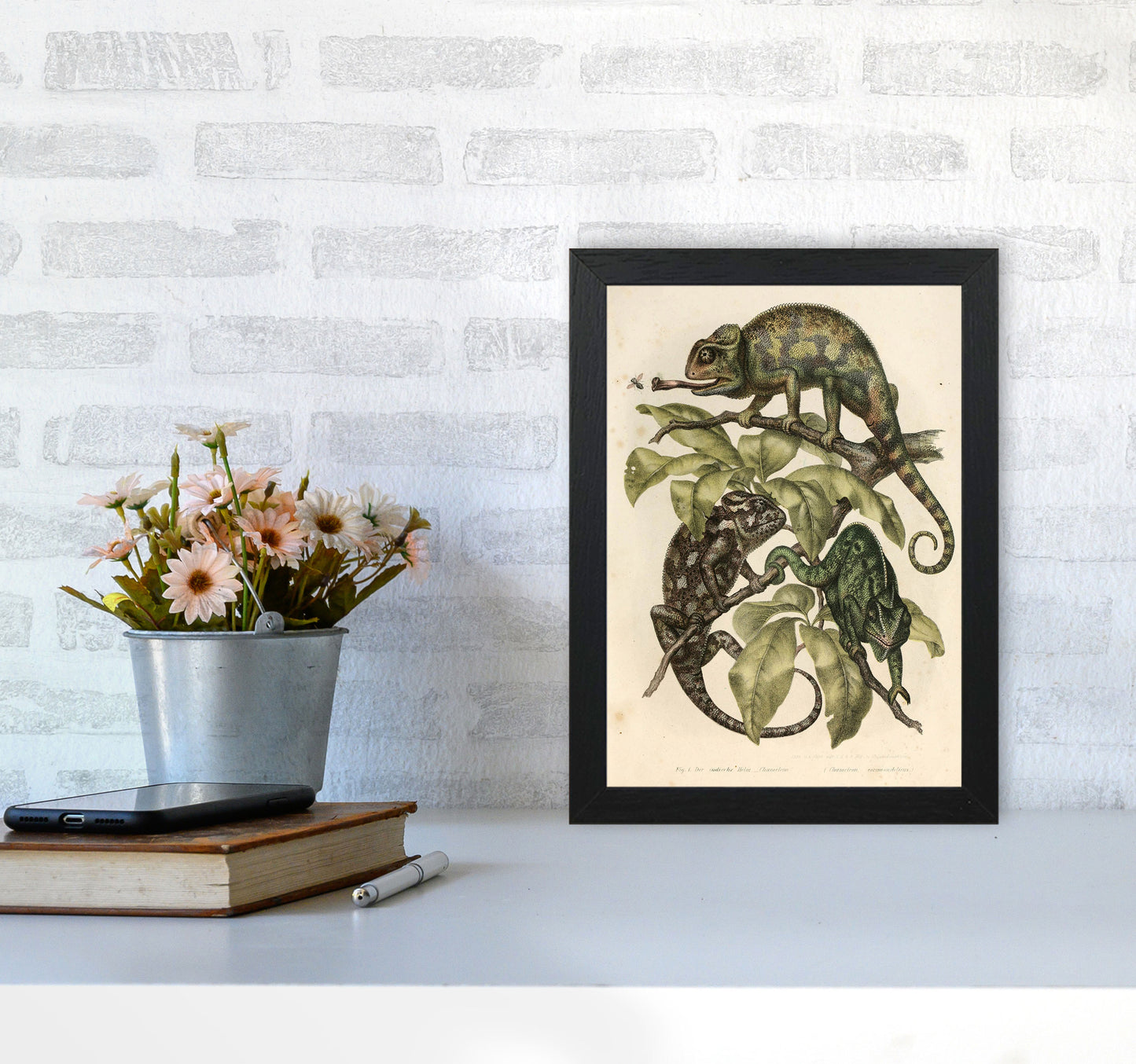 Vintage Chameleon Illustration Art Print by Jason Stanley A4 White Frame