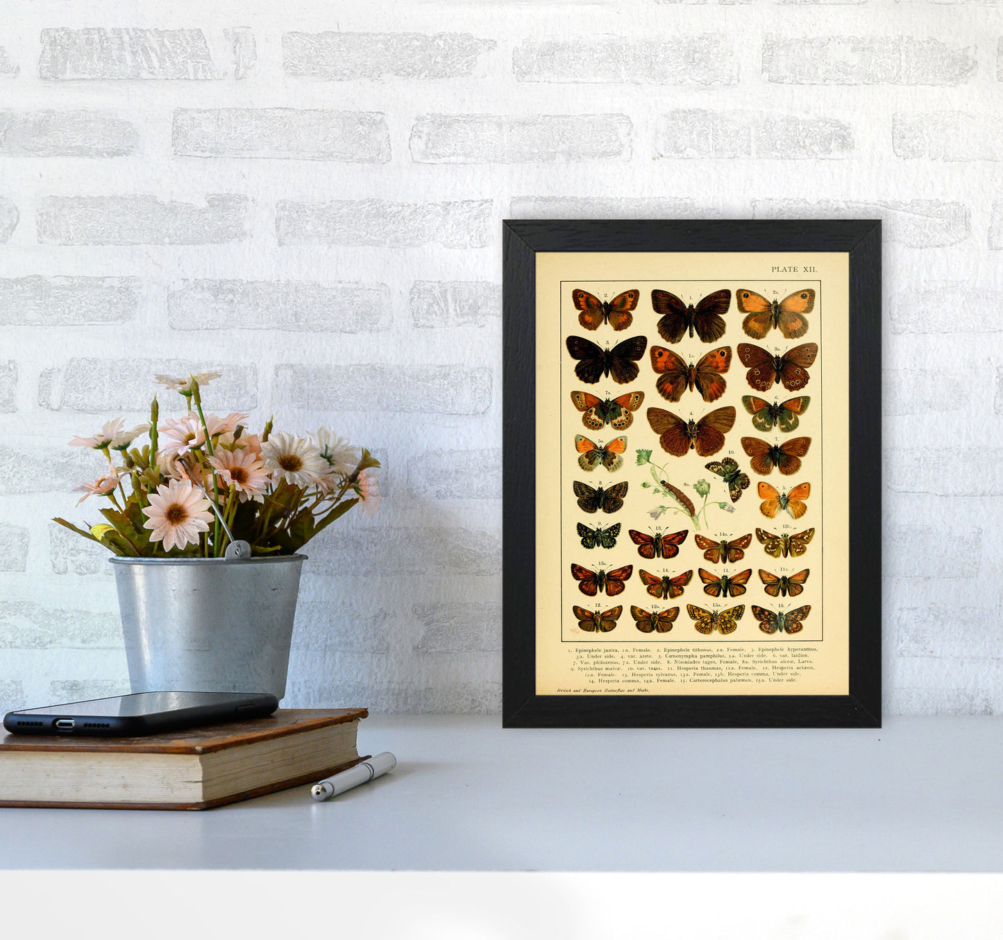 Vintage Butterfly Illustration #2 Art Print by Jason Stanley A4 White Frame