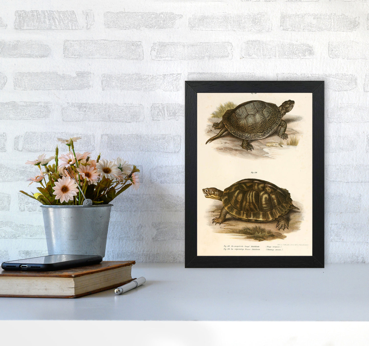 Vintage Turtle Illustration Art Print by Jason Stanley A4 White Frame
