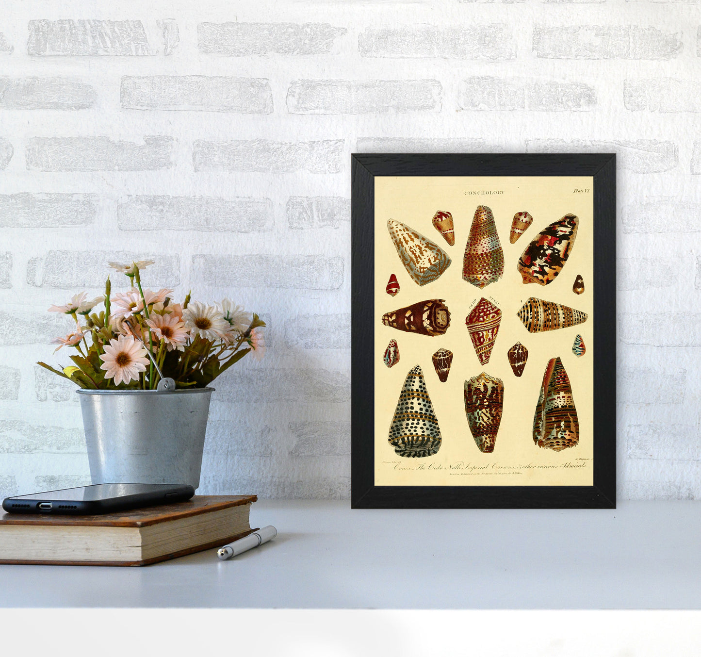 Conchology Illustration 2 Art Print by Jason Stanley A4 White Frame