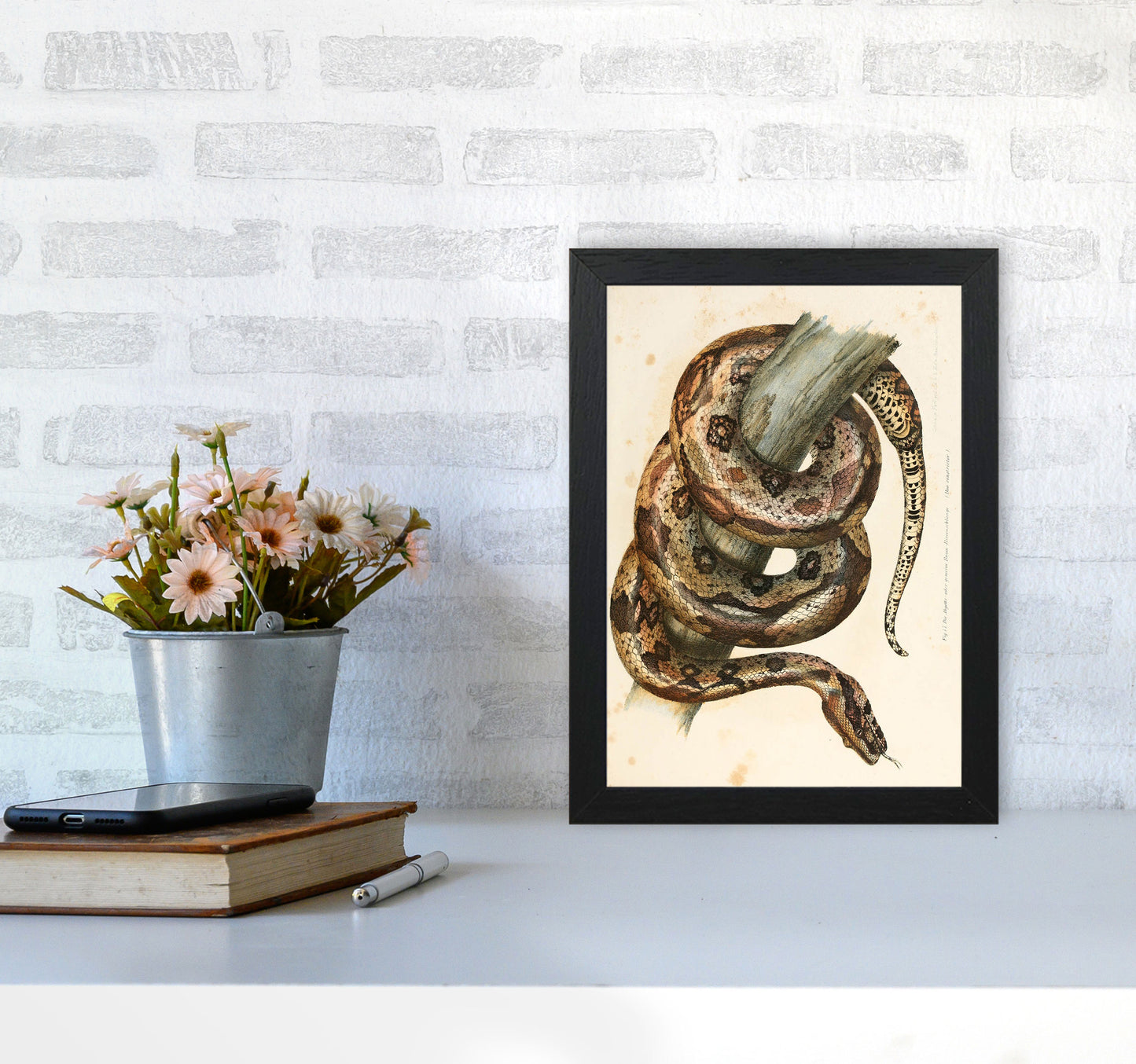Vintage Snake Illustration Art Print by Jason Stanley A4 White Frame
