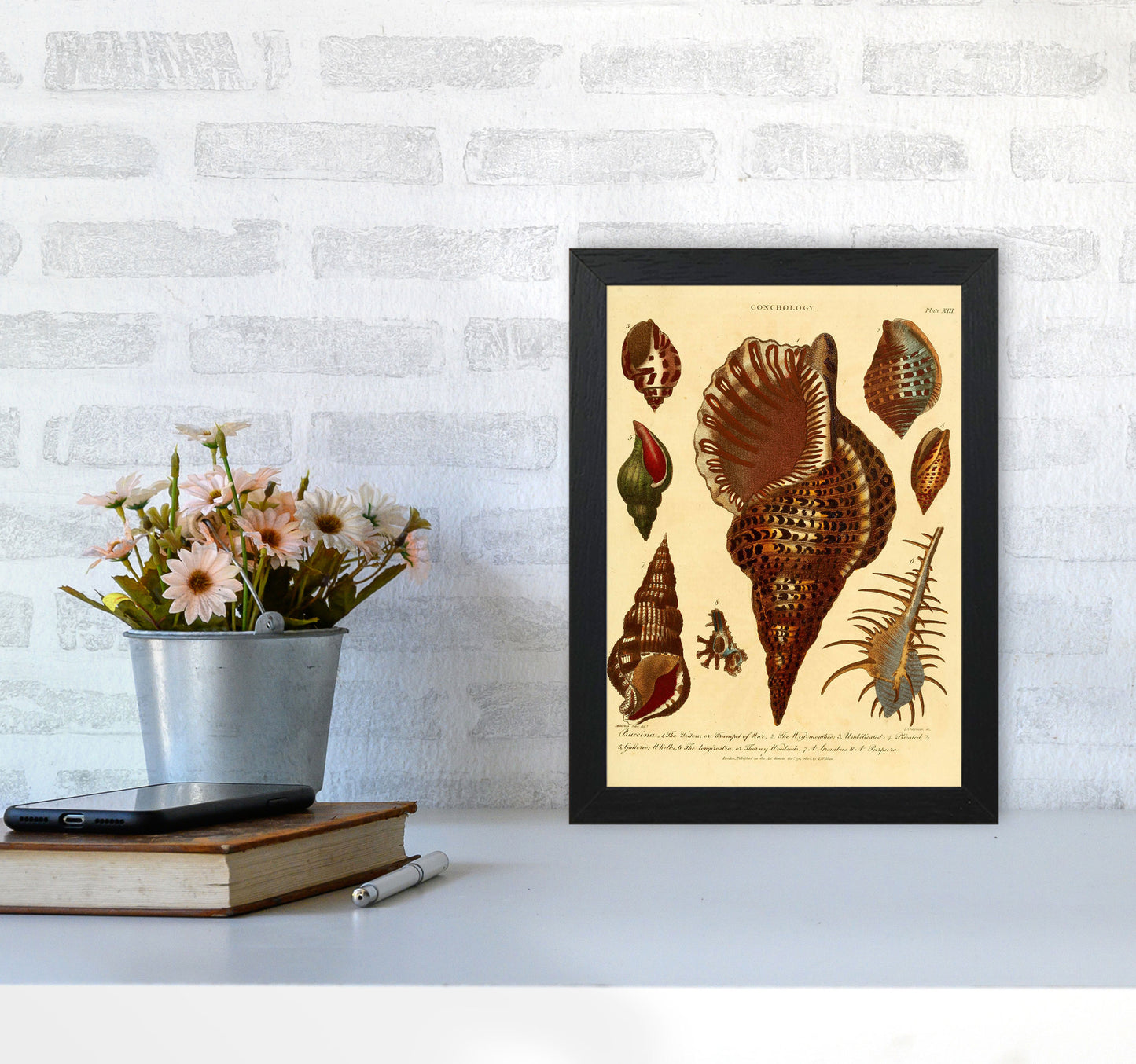 Vintage Conchology 2 Art Print by Jason Stanley A4 White Frame