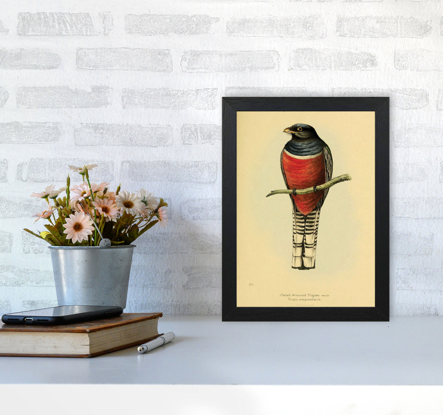 Purple Breasted Trogon Art Print by Jason Stanley A4 White Frame