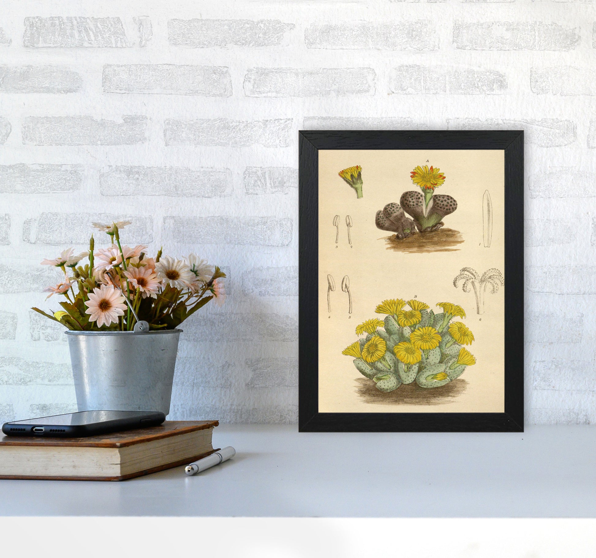 Vintage Cactus III Art Print by Jason Stanley A4 White Frame