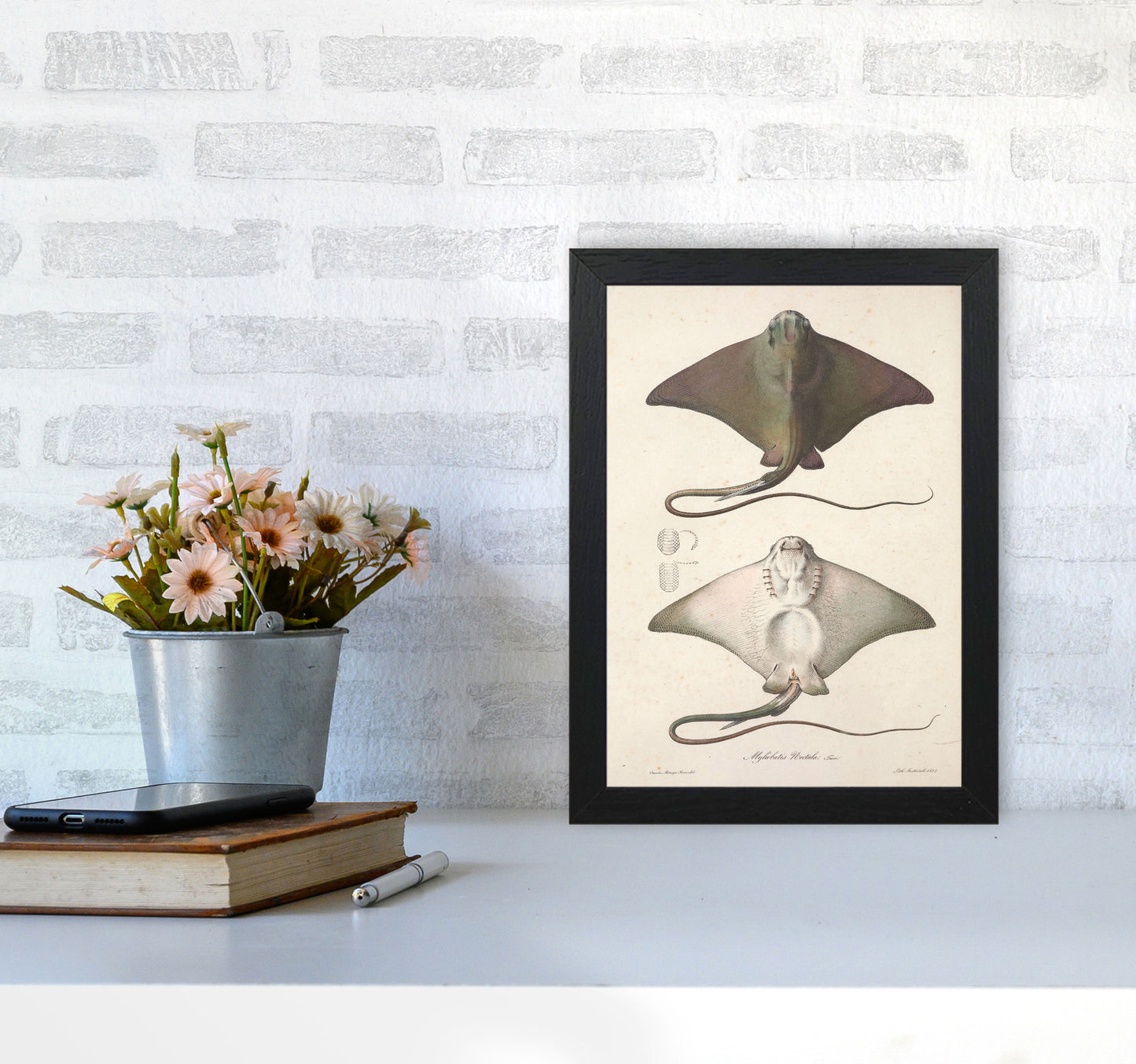Vintage Stingray Art Print by Jason Stanley A4 White Frame