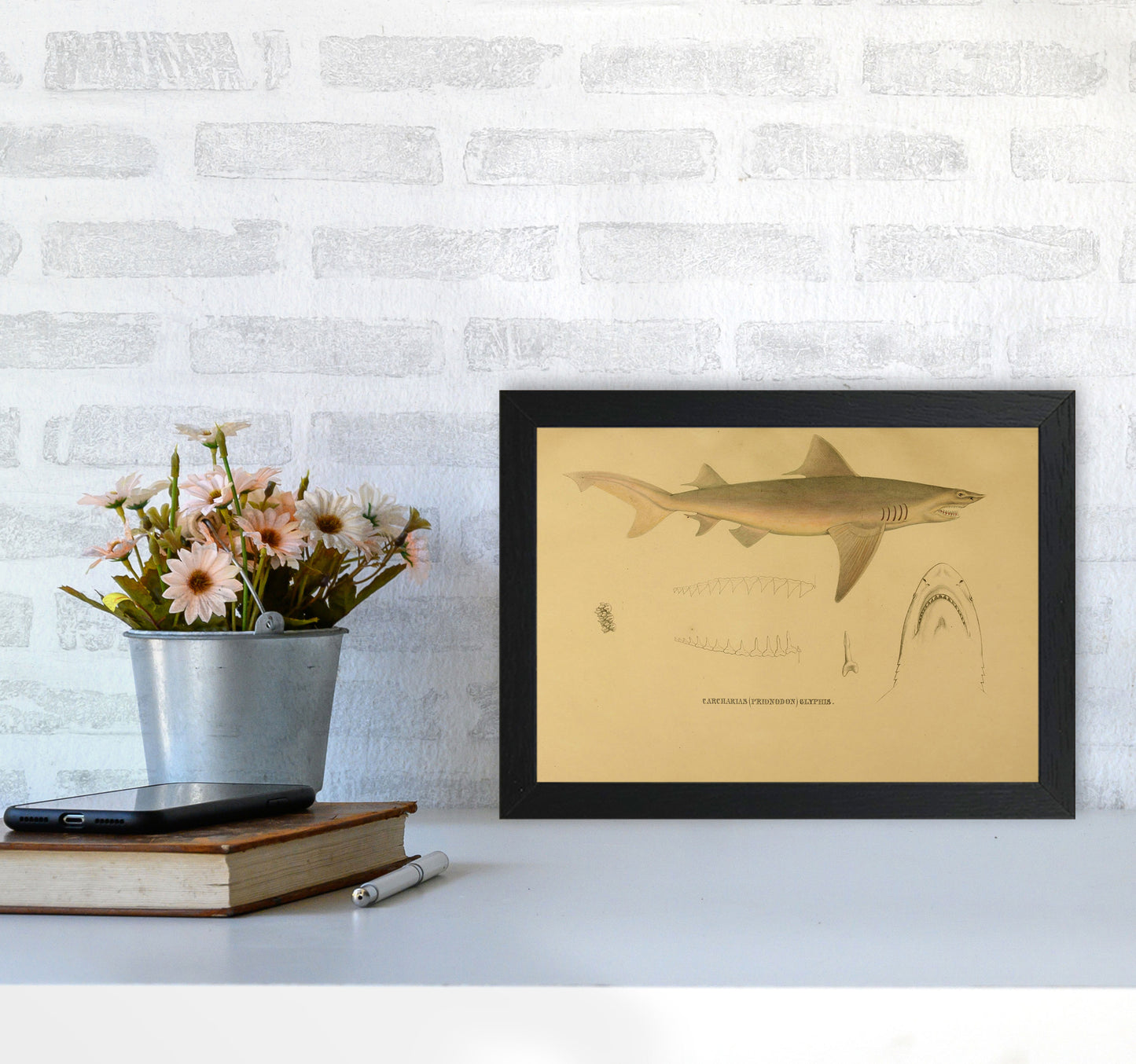 Shark Series 3 Art Print by Jason Stanley A4 White Frame
