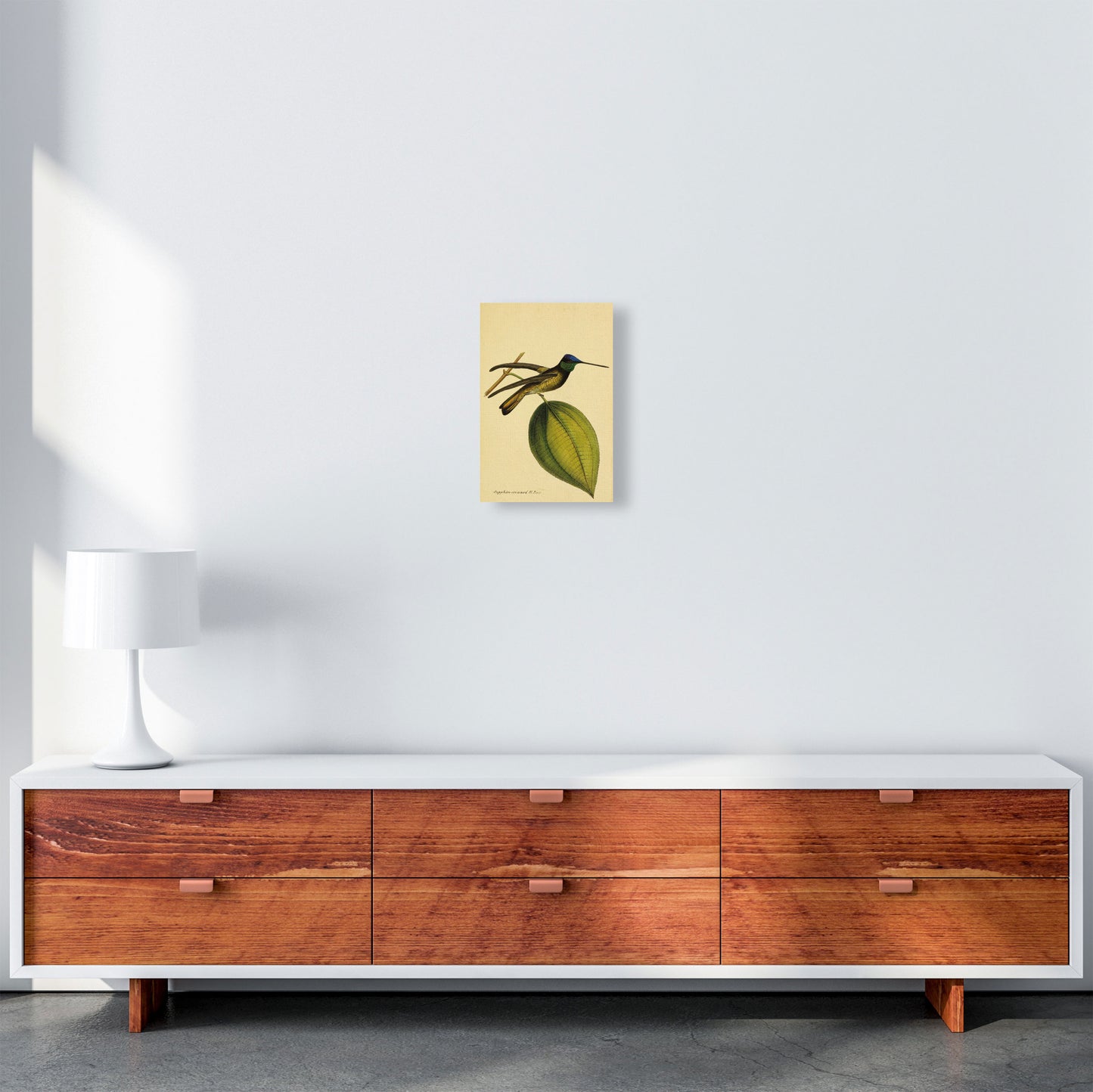 Sapphire Crowned Hummingbird Art Print by Jason Stanley A4 Canvas