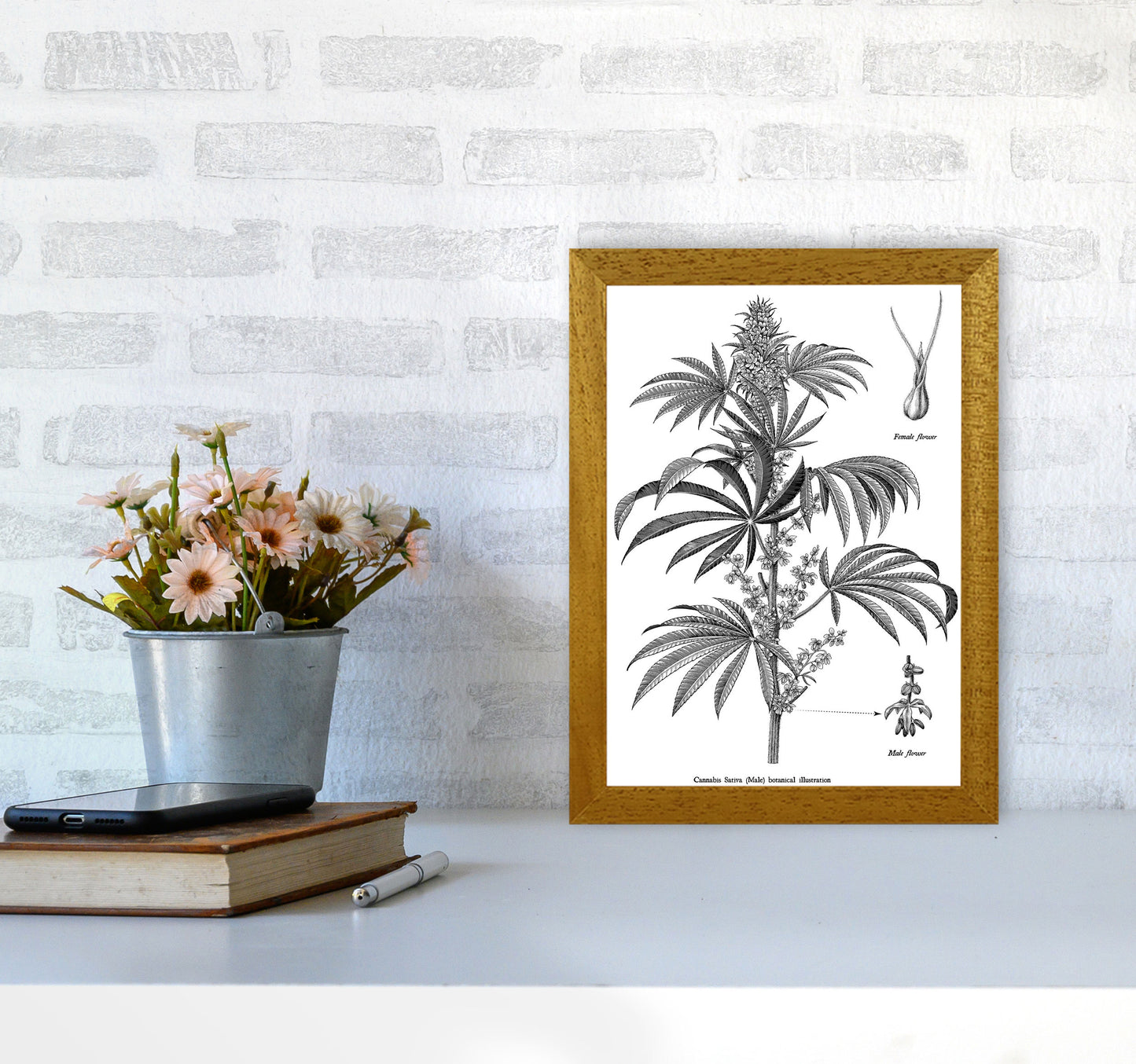 Cannabis Sativa Botanical Illustration Art Print by Jason Stanley A4 Print Only