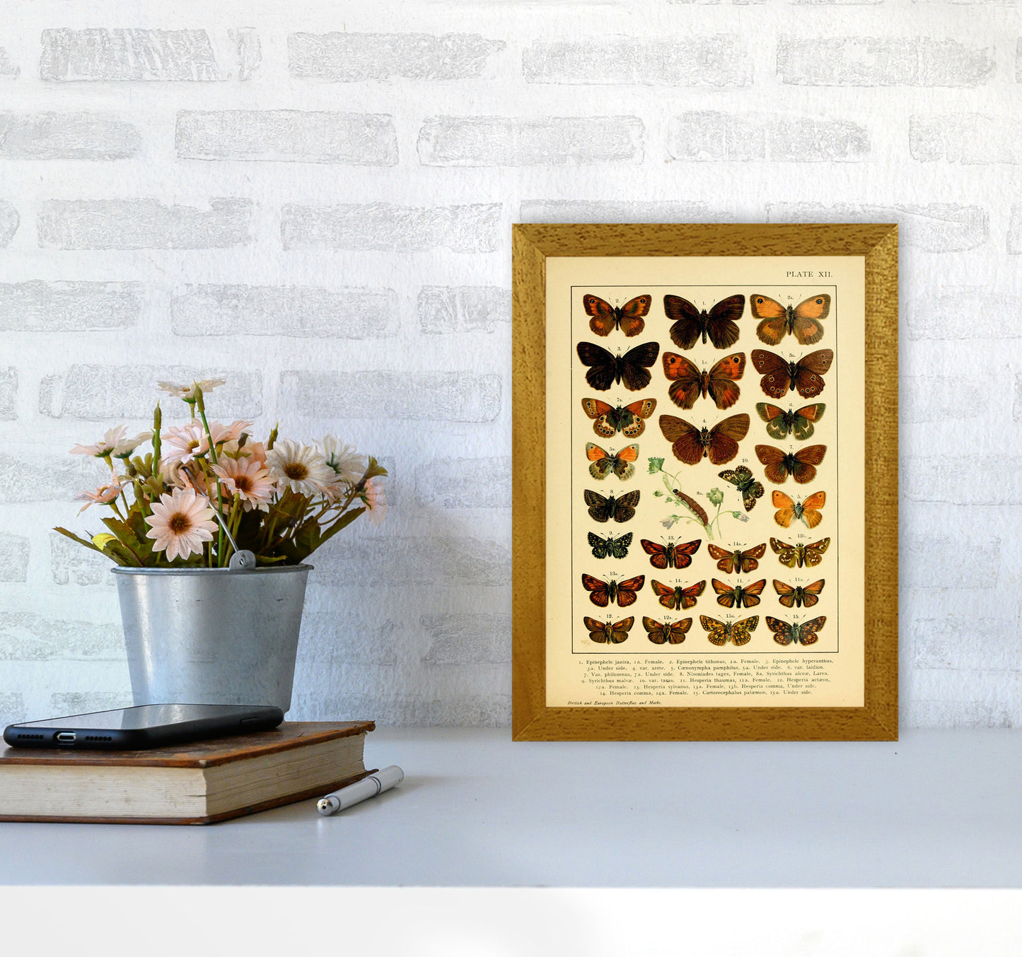 Vintage Butterfly Illustration #2 Art Print by Jason Stanley A4 Print Only