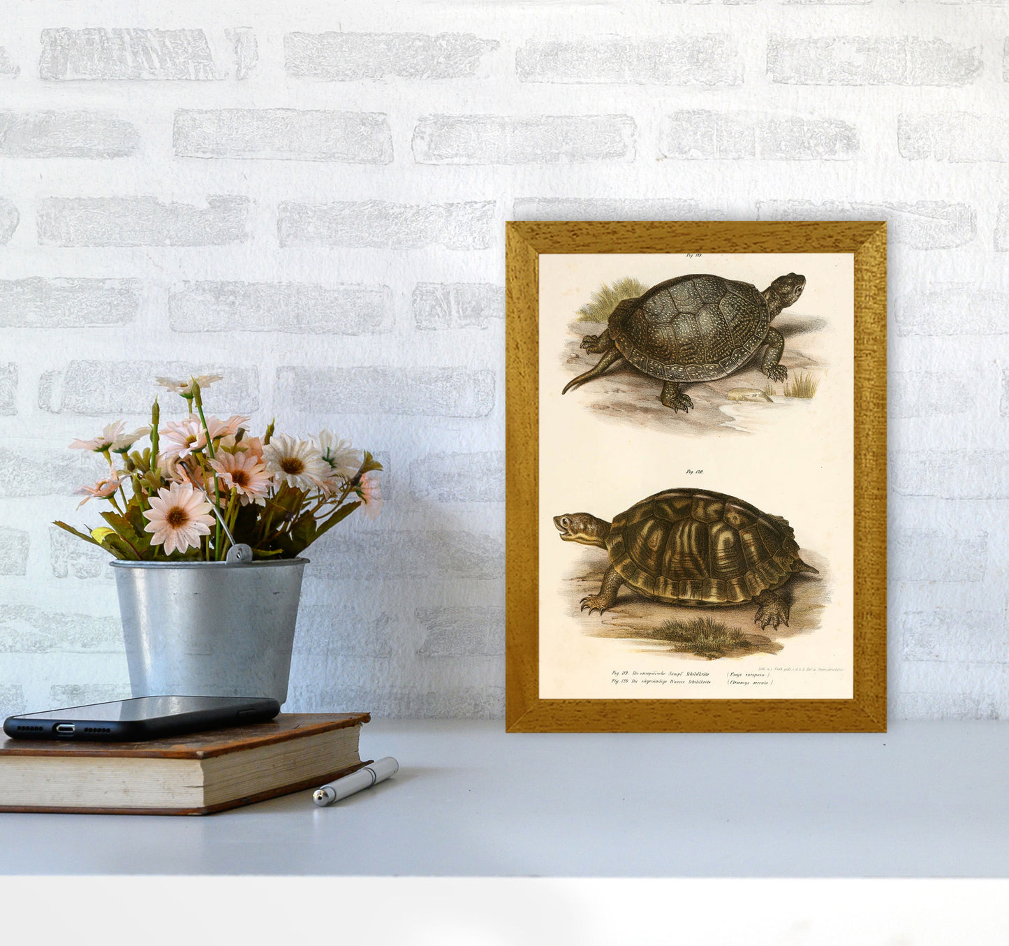 Vintage Turtle Illustration Art Print by Jason Stanley A4 Print Only
