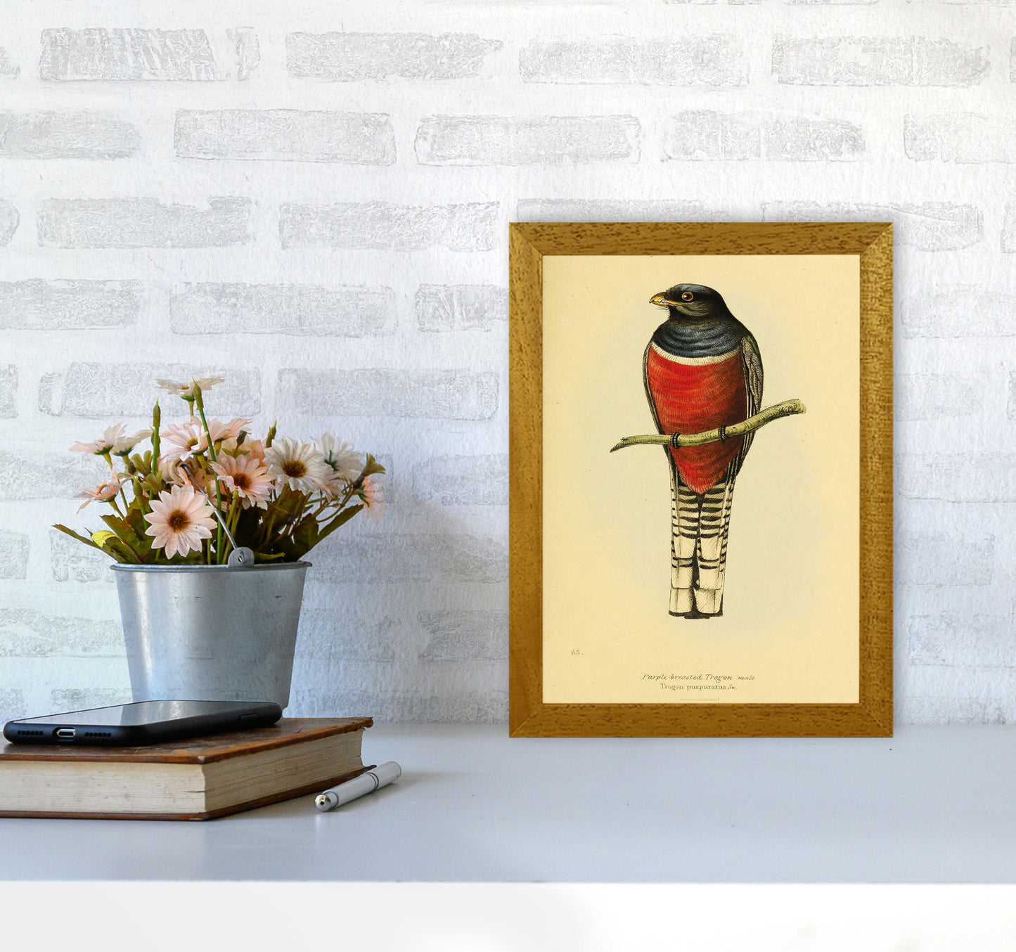 Purple Breasted Trogon Copy Art Print by Jason Stanley A4 Print Only