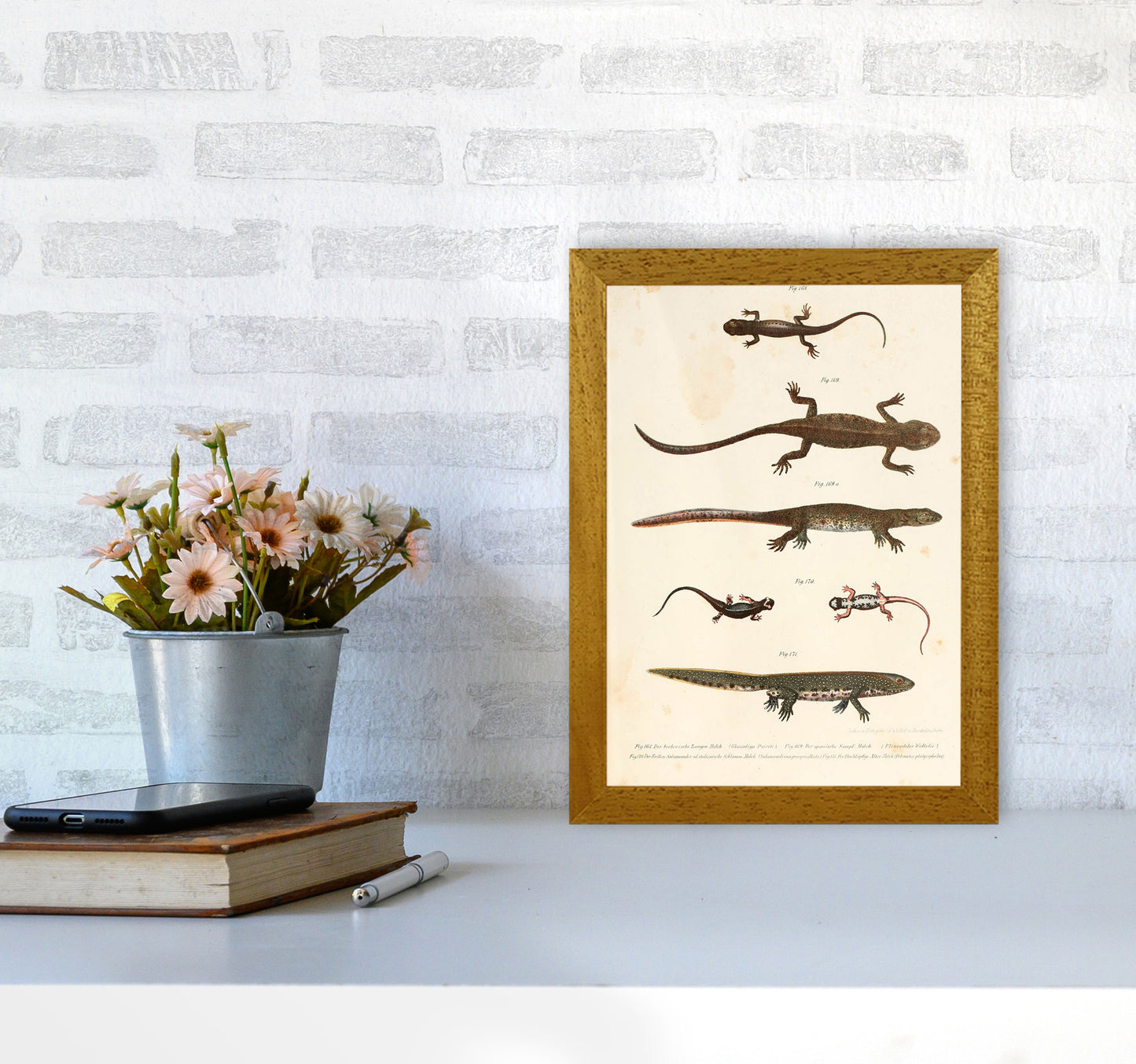 Vintage Newt Illustration Art Print by Jason Stanley A4 Print Only
