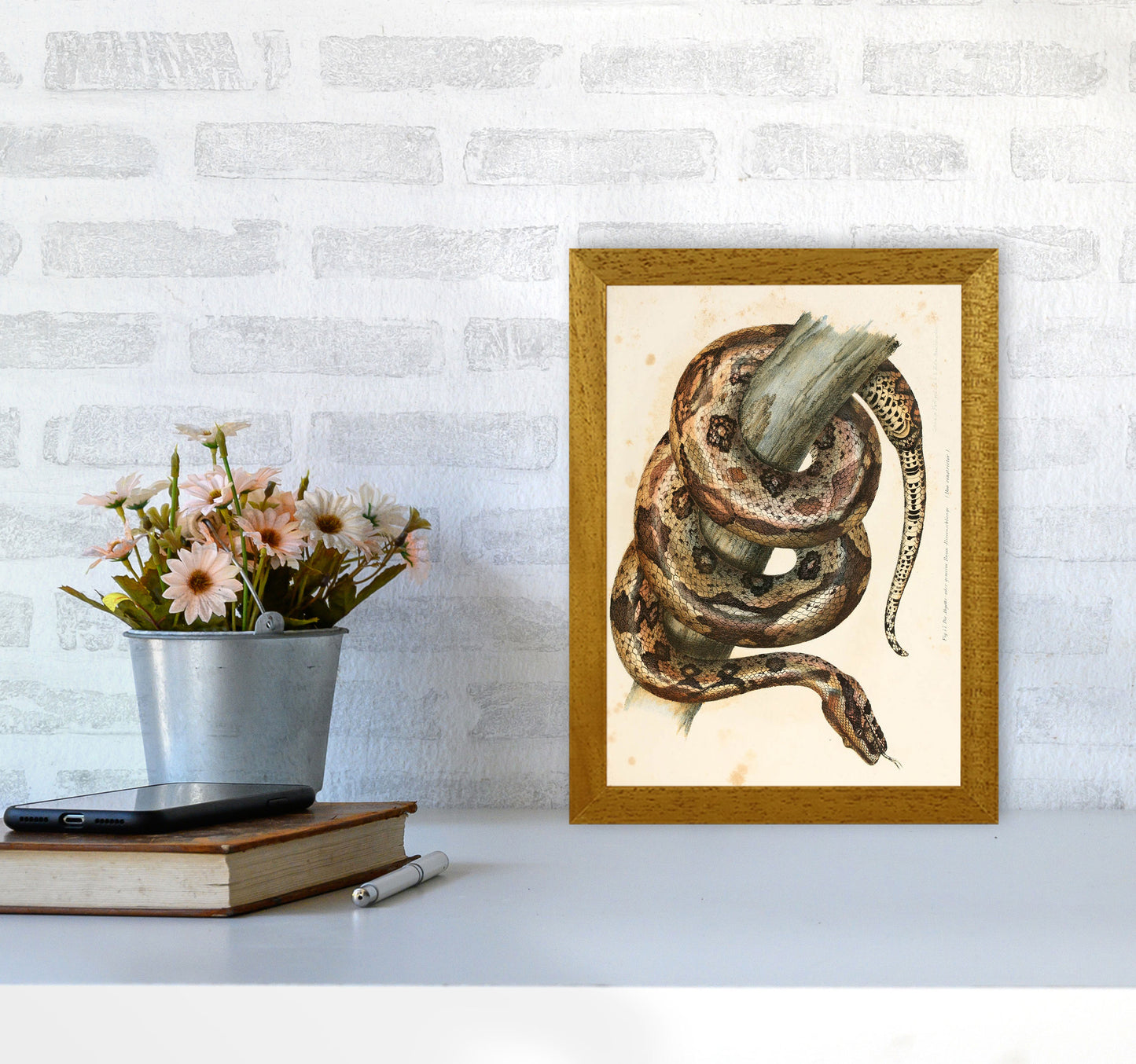 Vintage Snake Illustration Art Print by Jason Stanley A4 Print Only