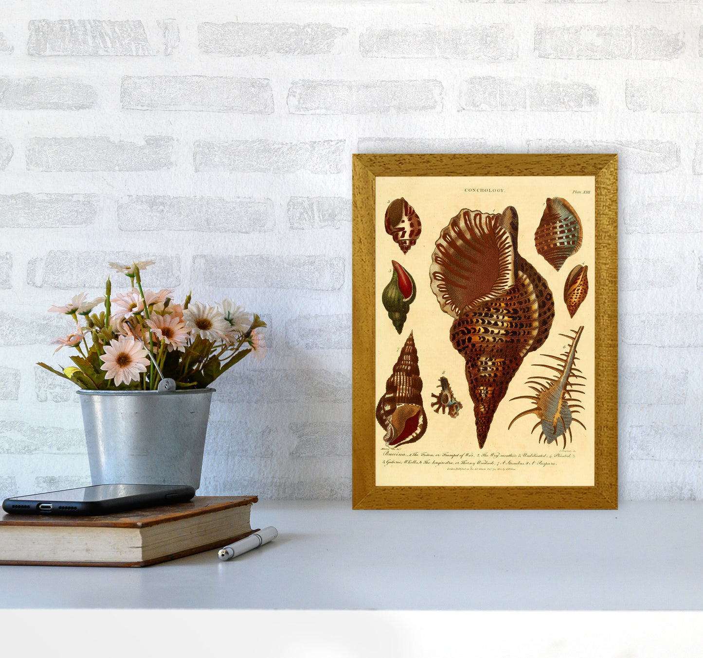 Vintage Conchology 2 Art Print by Jason Stanley A4 Print Only