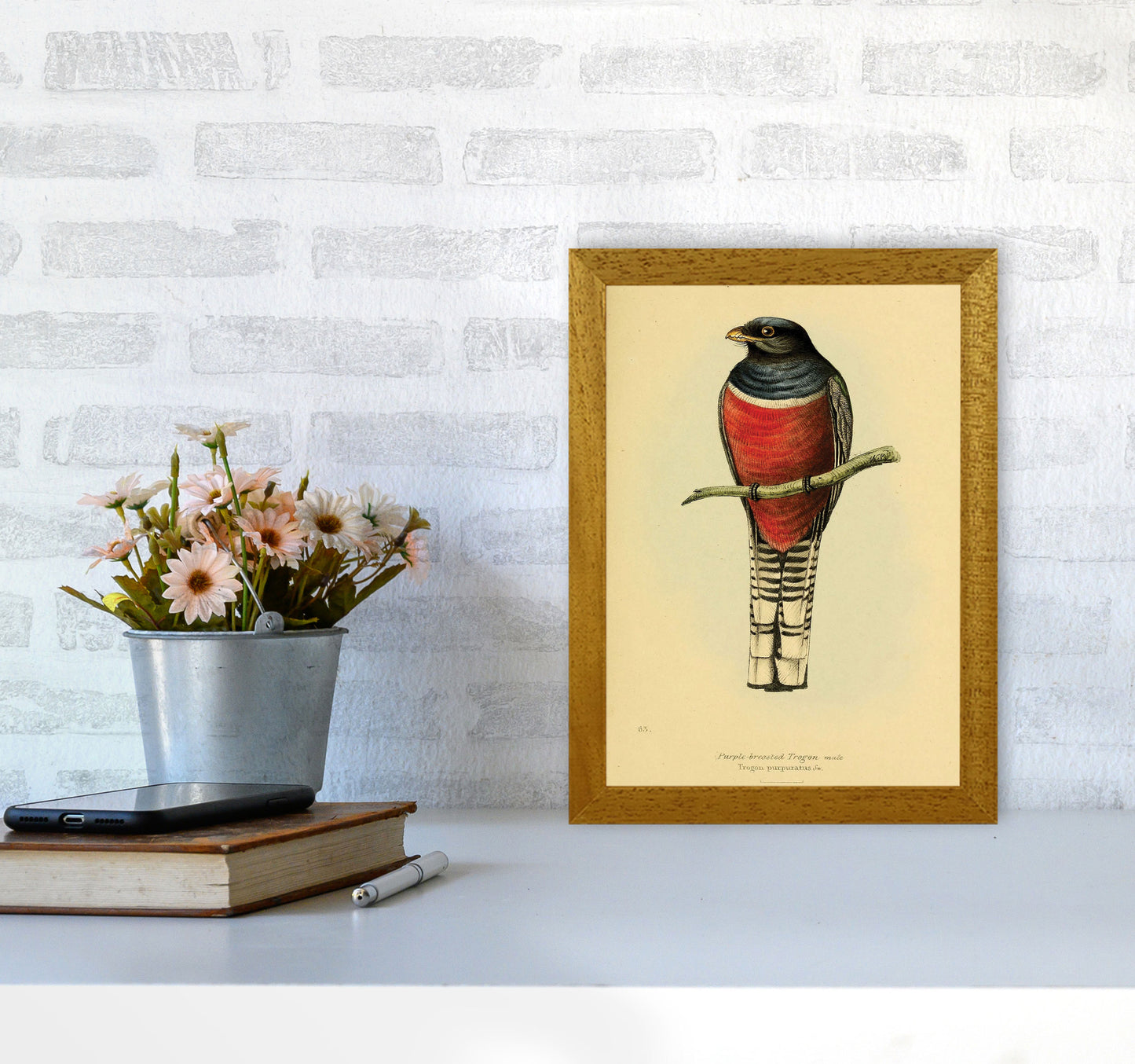 Purple Breasted Trogon Art Print by Jason Stanley A4 Print Only