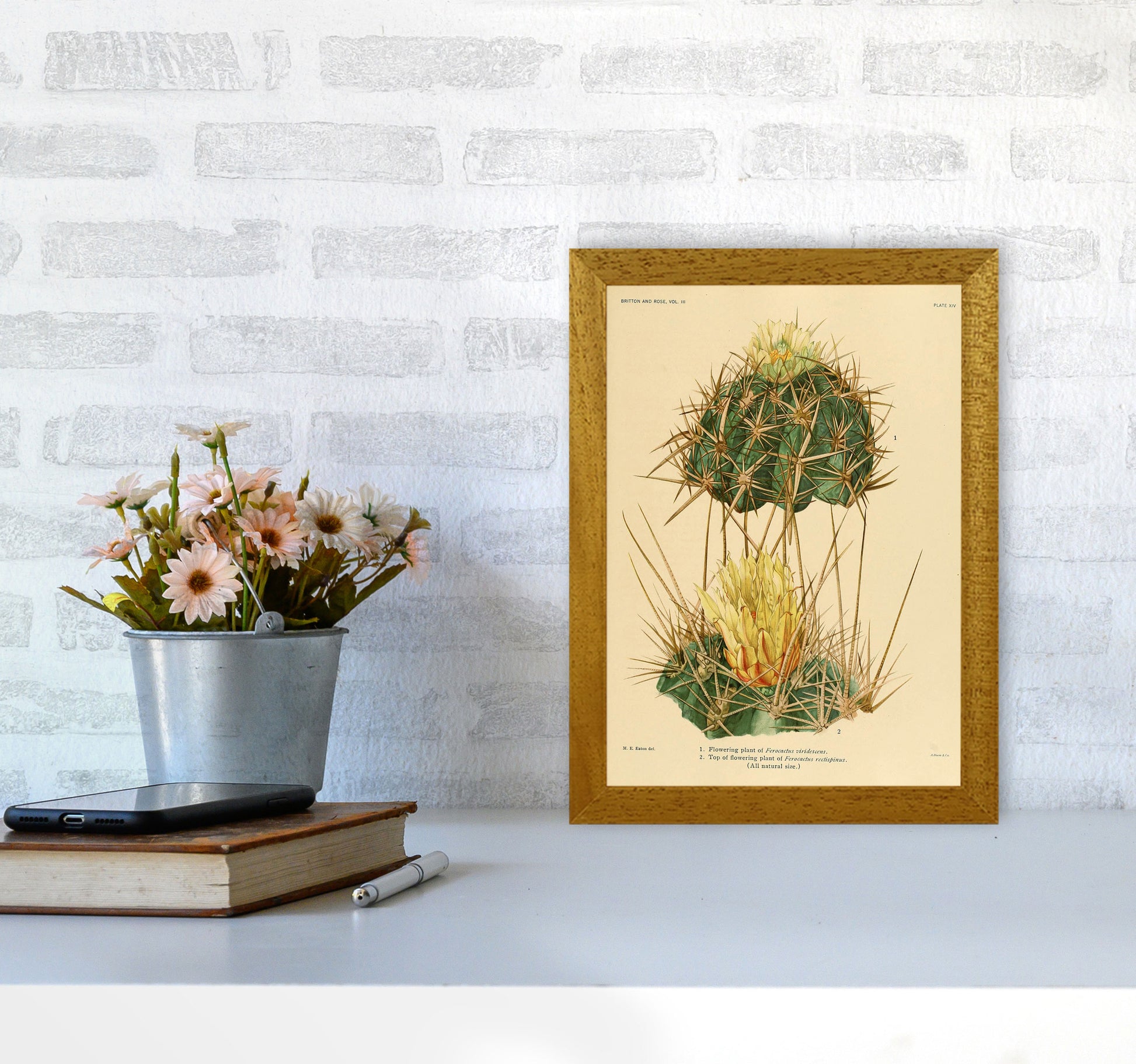 Cactus Series 10 Art Print by Jason Stanley A4 Print Only