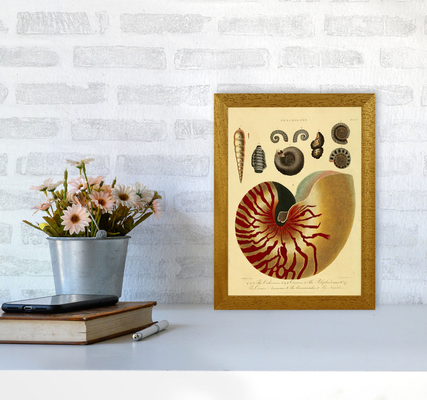Vintage Conchology Art Print by Jason Stanley A4 Print Only