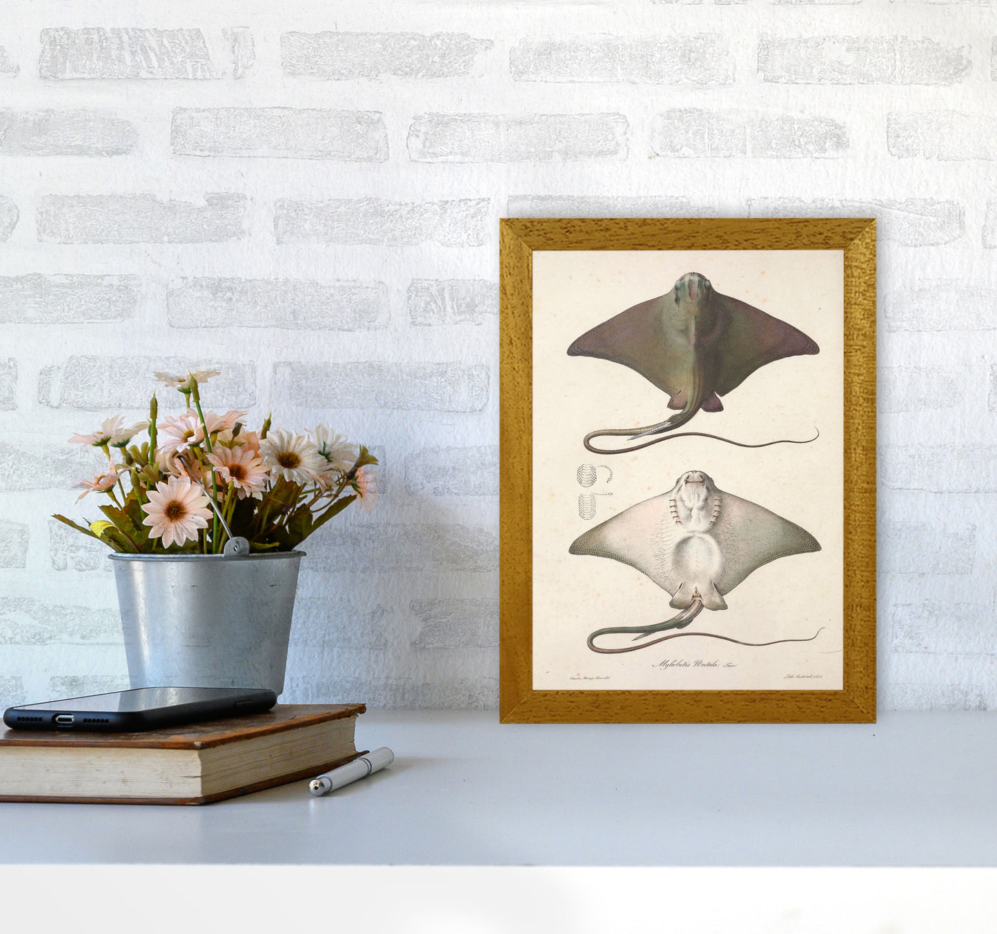 Vintage Stingray Art Print by Jason Stanley A4 Print Only