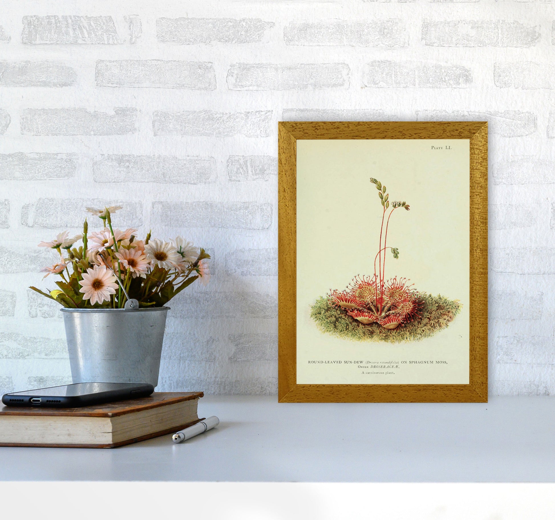 Venus Fly Trap Art Print by Jason Stanley A4 Print Only