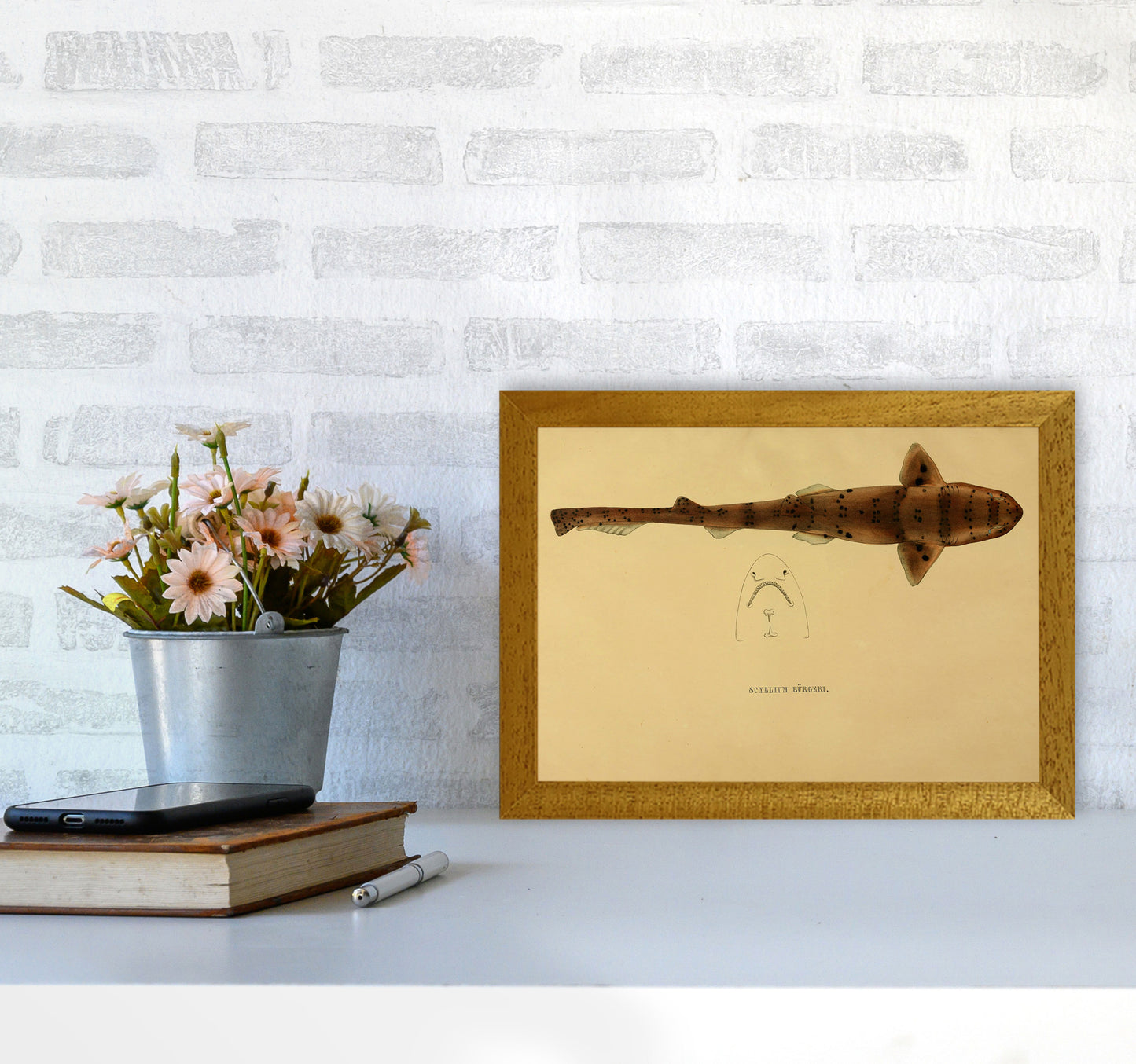 Shark Series 2 Art Print by Jason Stanley A4 Print Only
