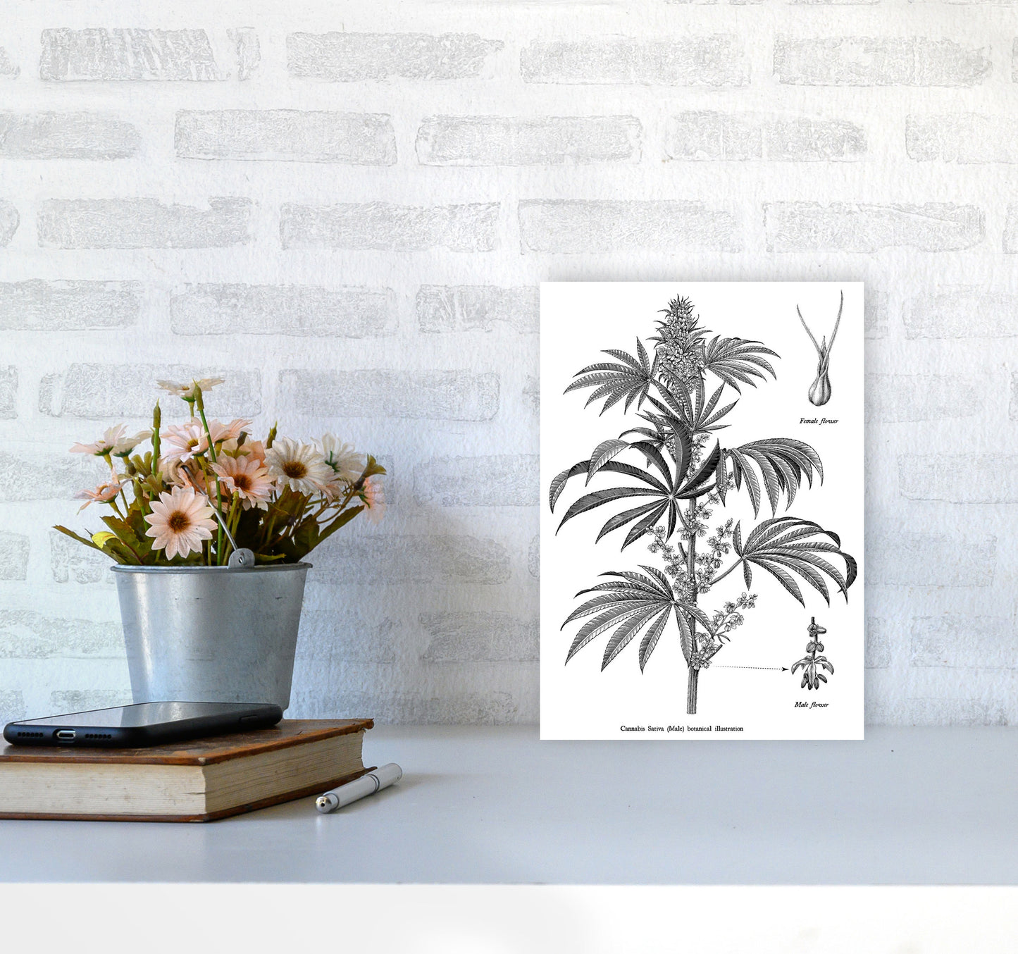 Cannabis Sativa Botanical Illustration Art Print by Jason Stanley A4 Black Frame