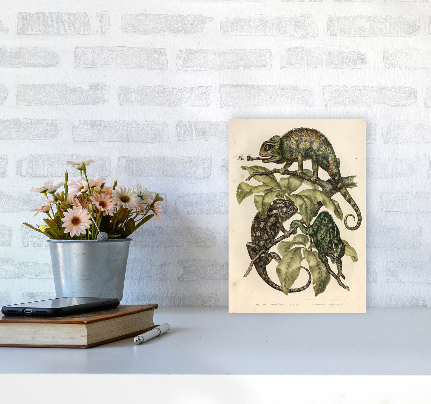 Vintage Chameleon Illustration Art Print by Jason Stanley A4 Black Frame