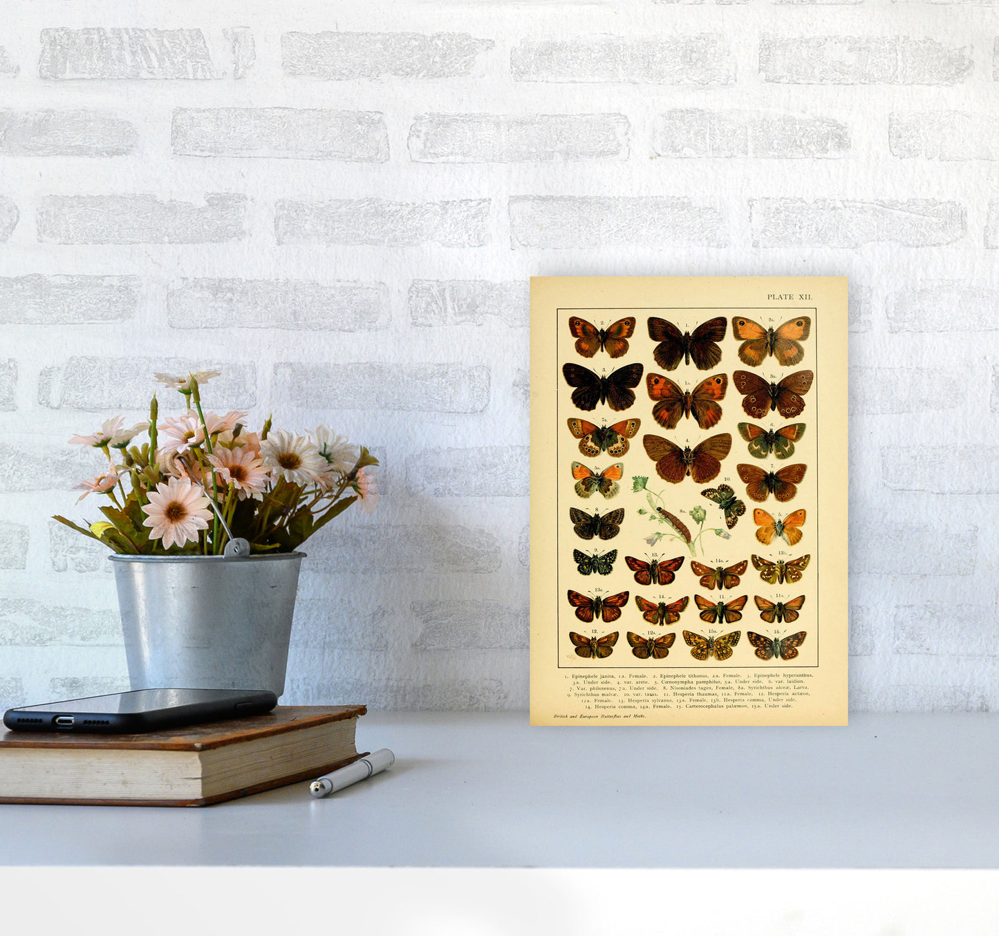 Vintage Butterfly Illustration #2 Art Print by Jason Stanley A4 Black Frame