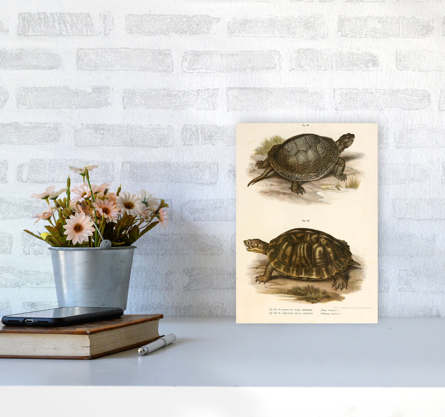 Vintage Turtle Illustration Art Print by Jason Stanley A4 Black Frame