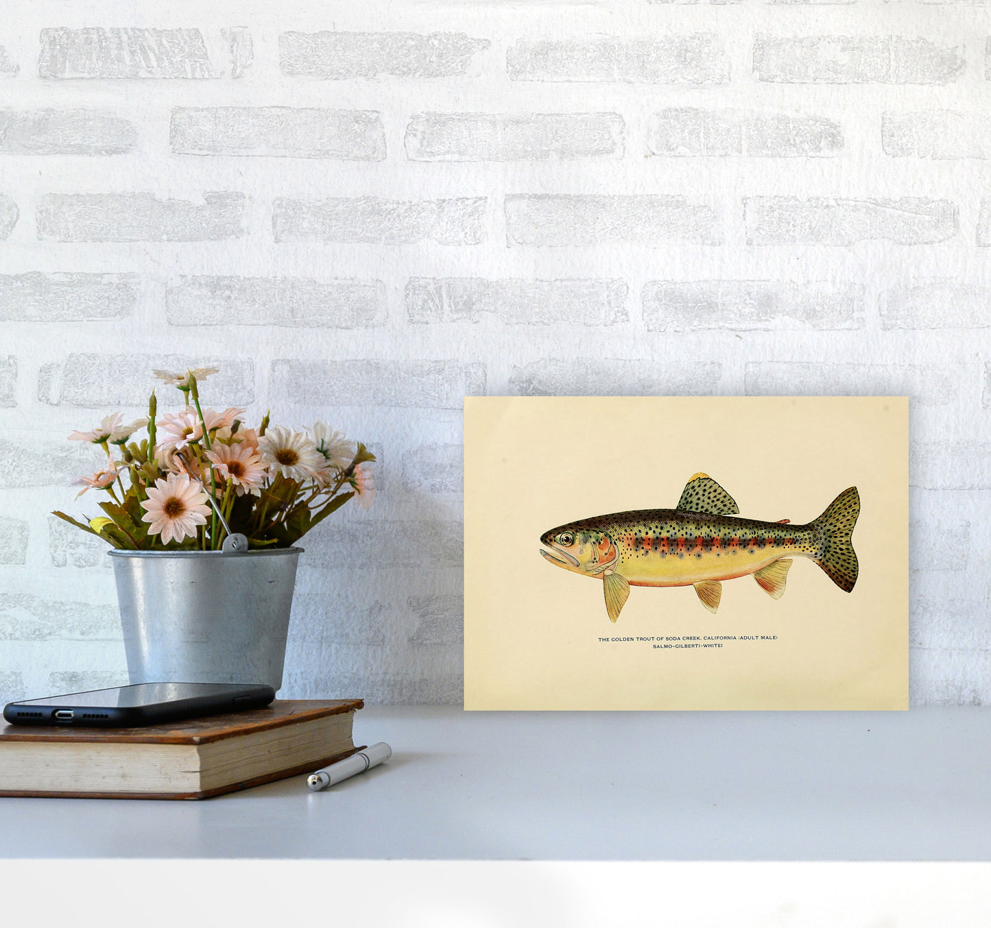 Golden Trout Illustration Art Print by Jason Stanley A4 Black Frame